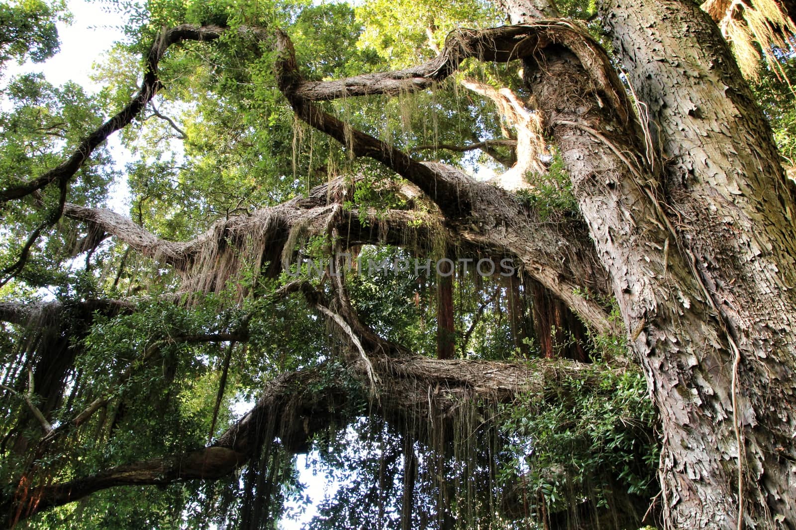 Leafy and green gardens with large trees in Sintra, Lisbon