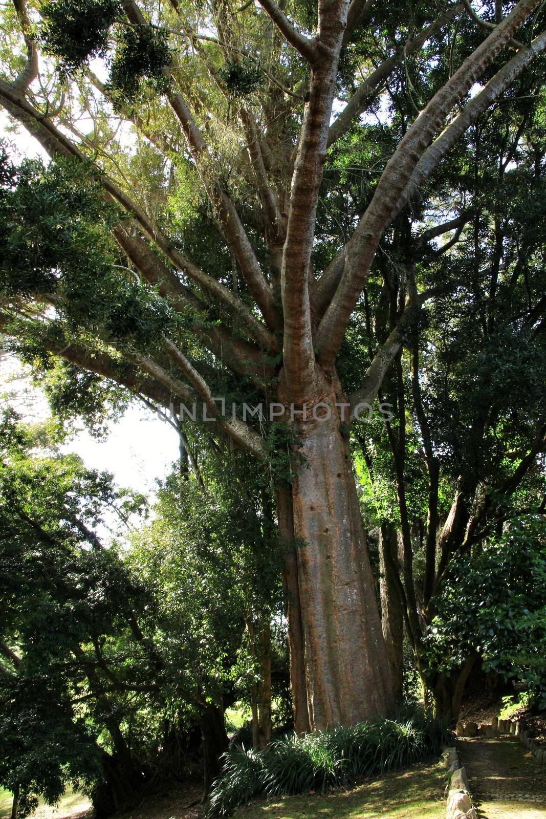 Leafy and green gardens with large trees in Sintra, Lisbon