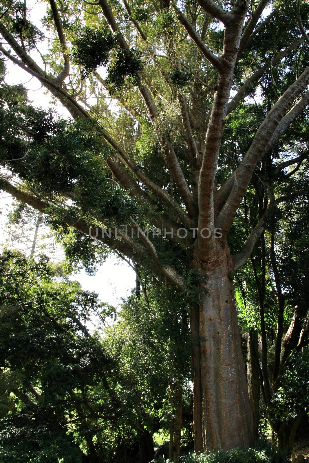 Leafy and green gardens with large trees in Sintra, Lisbon