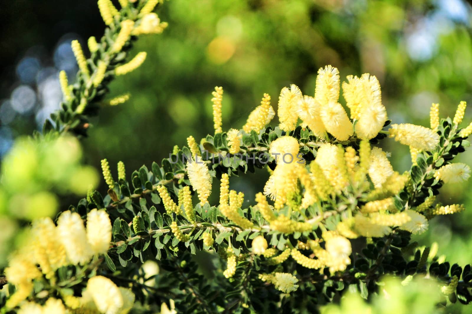 Beautiful yellow acacia dealbata in the garden in spring