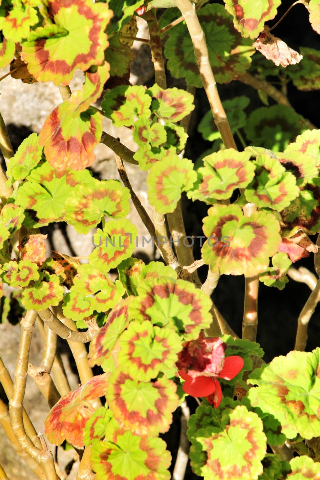 Geranium leaves under the sun in the garden