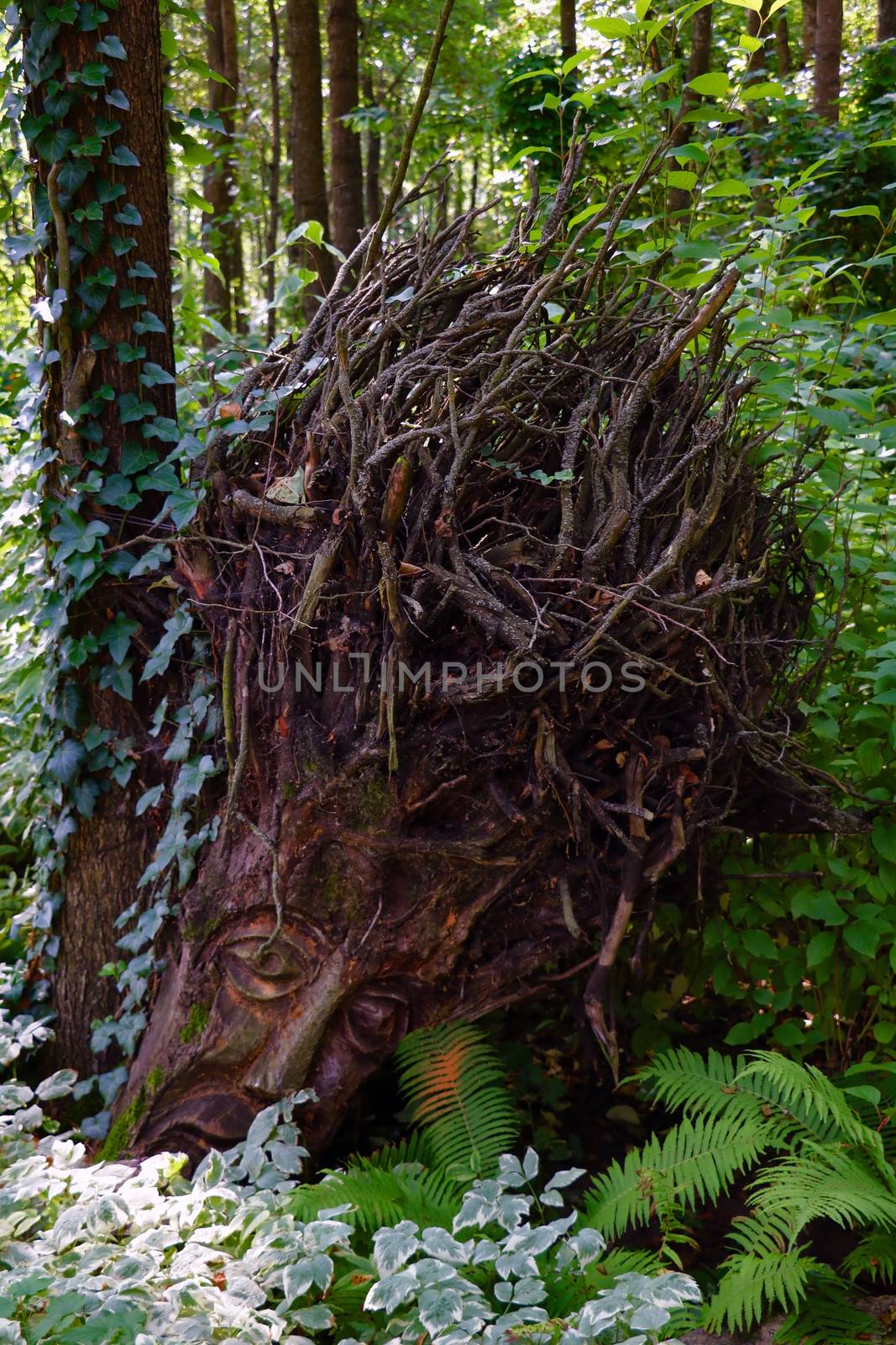 Big roots of an old green tree in a forest