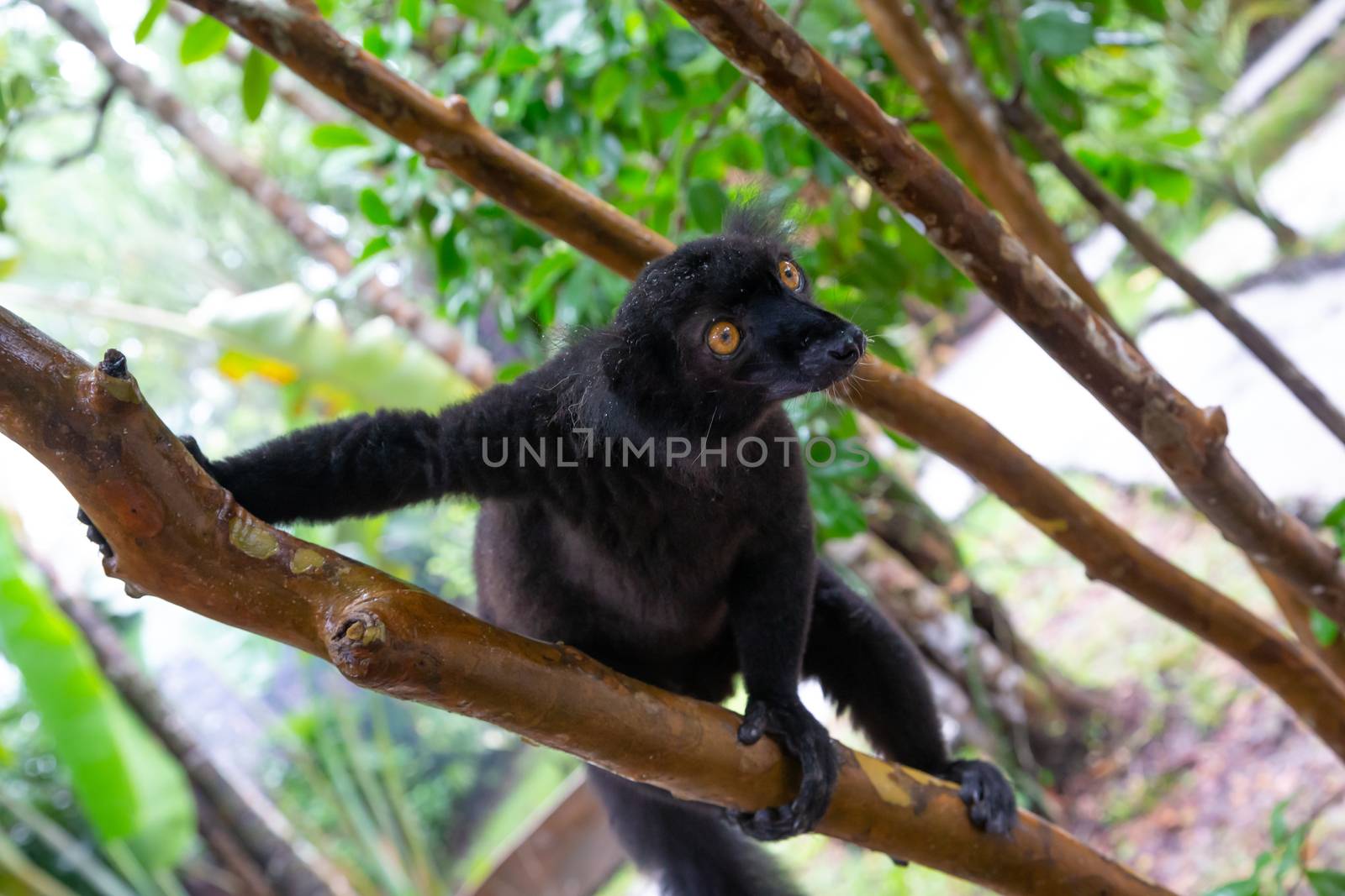 One black lemur on a tree awaiting a banana