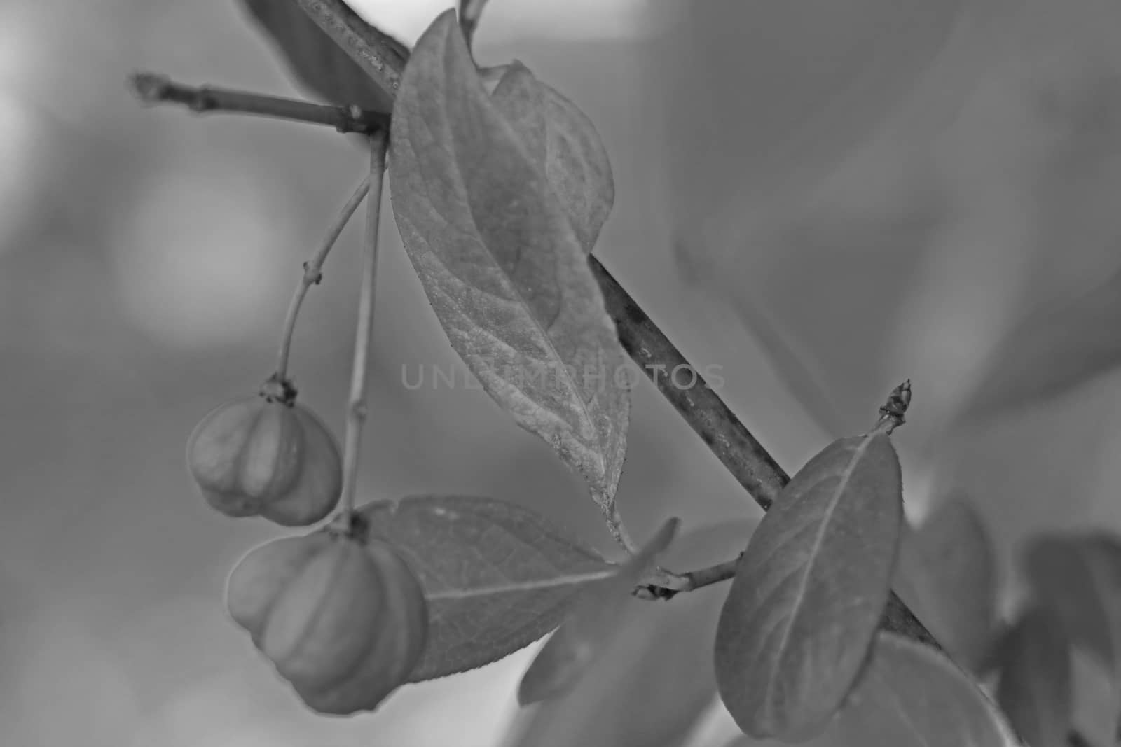 Red fruits on a tree in an early spring garden, black white photo