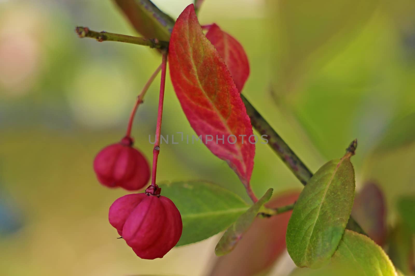 Red fruits on a tree in an early spring garden, selective focus