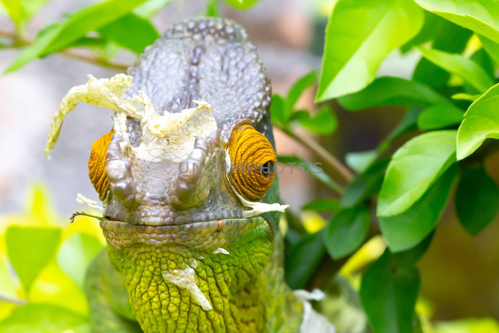 One Colorful chameleon on a branch in a national park on the island of Madagascar