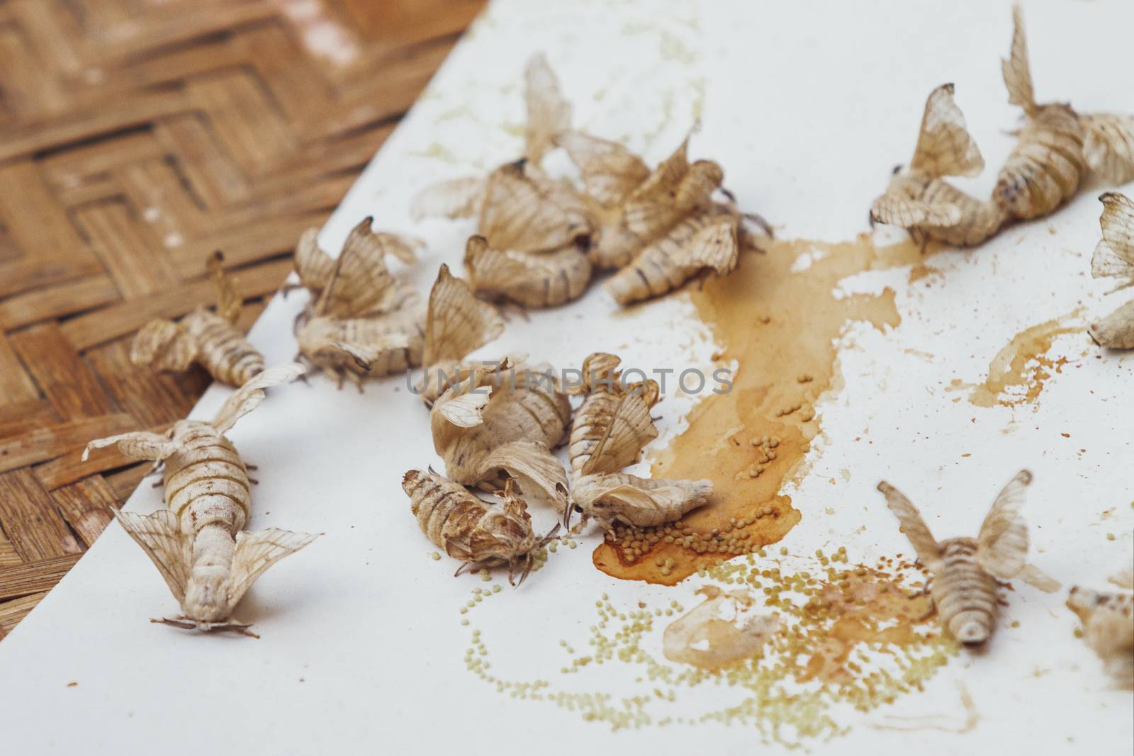 Silkworm butterflies. Close-up of insects suitable for fabric production. Bangkok, Thailand.