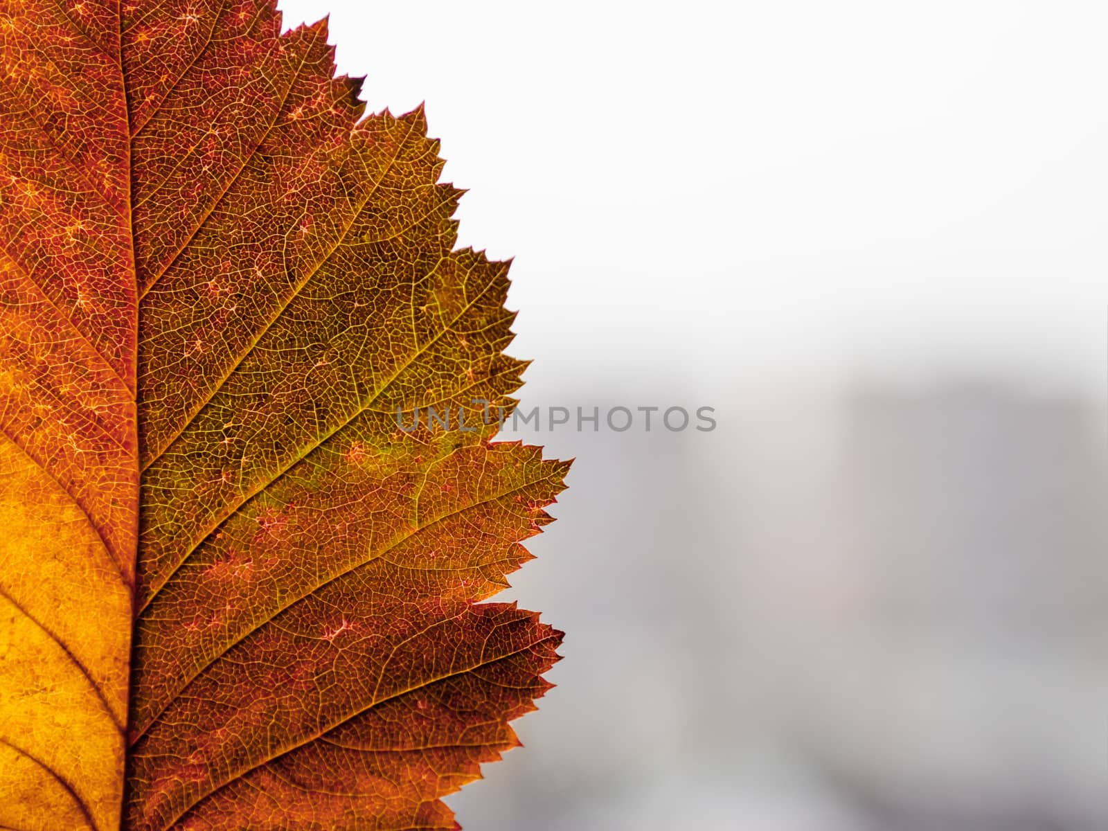 Bright and colorful autumn leaf on blurred town background. Minimalism. Fall season. Copy space.