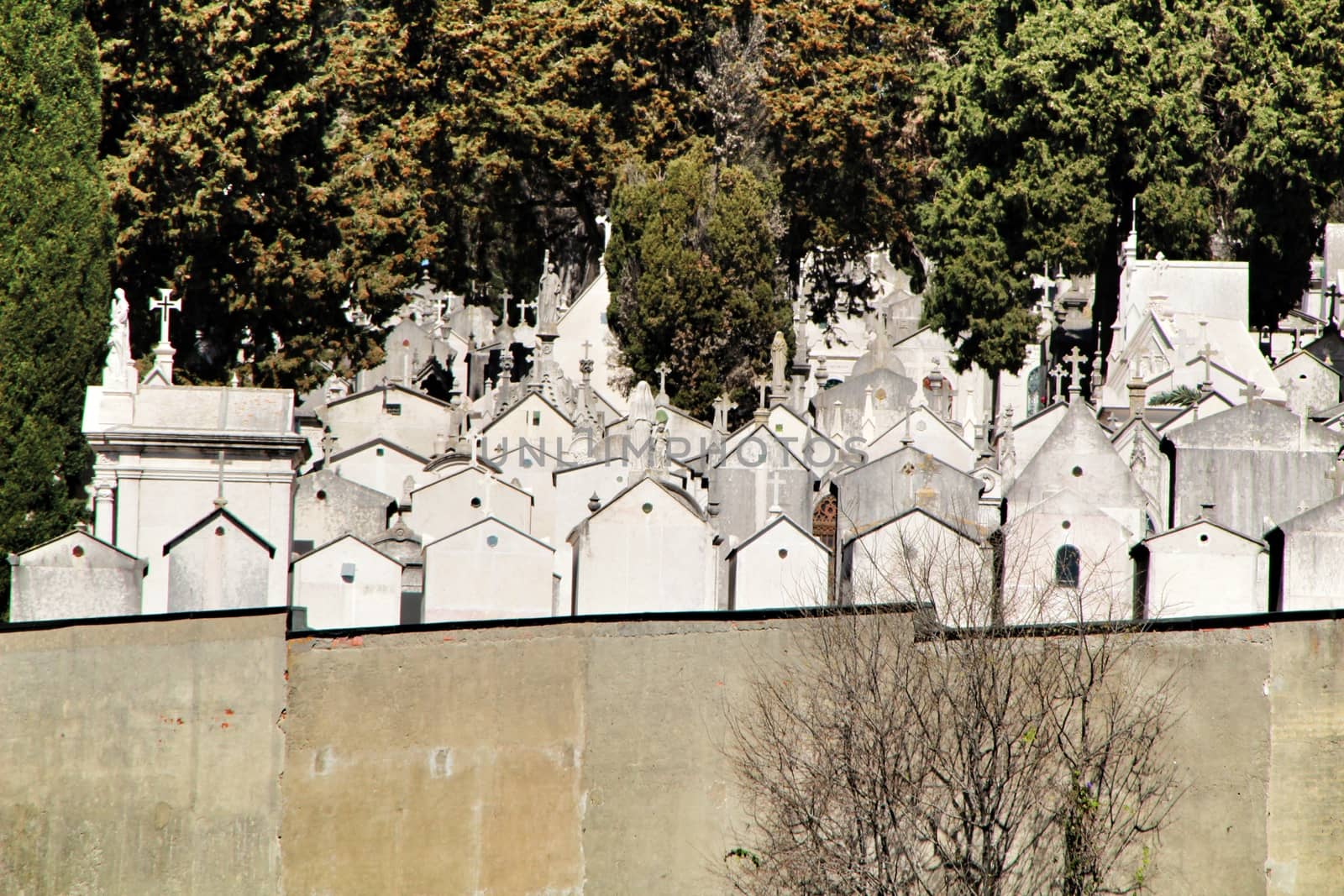 Views of Dos Prazeres cemetery in Lisbon. Cypresses in the background.