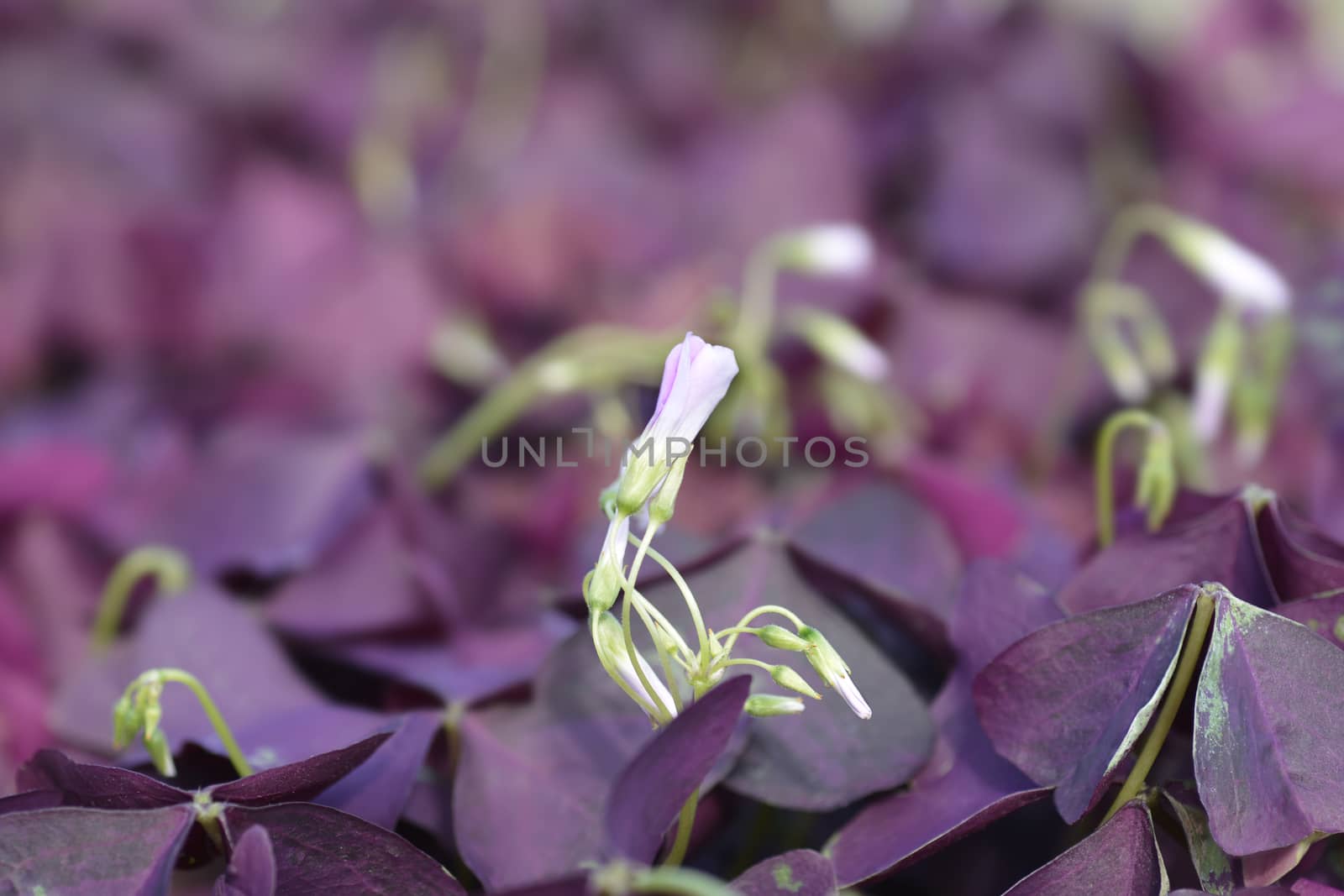 Purple shamrock Mijke - Latin name - Oxalis triangularis Mijke