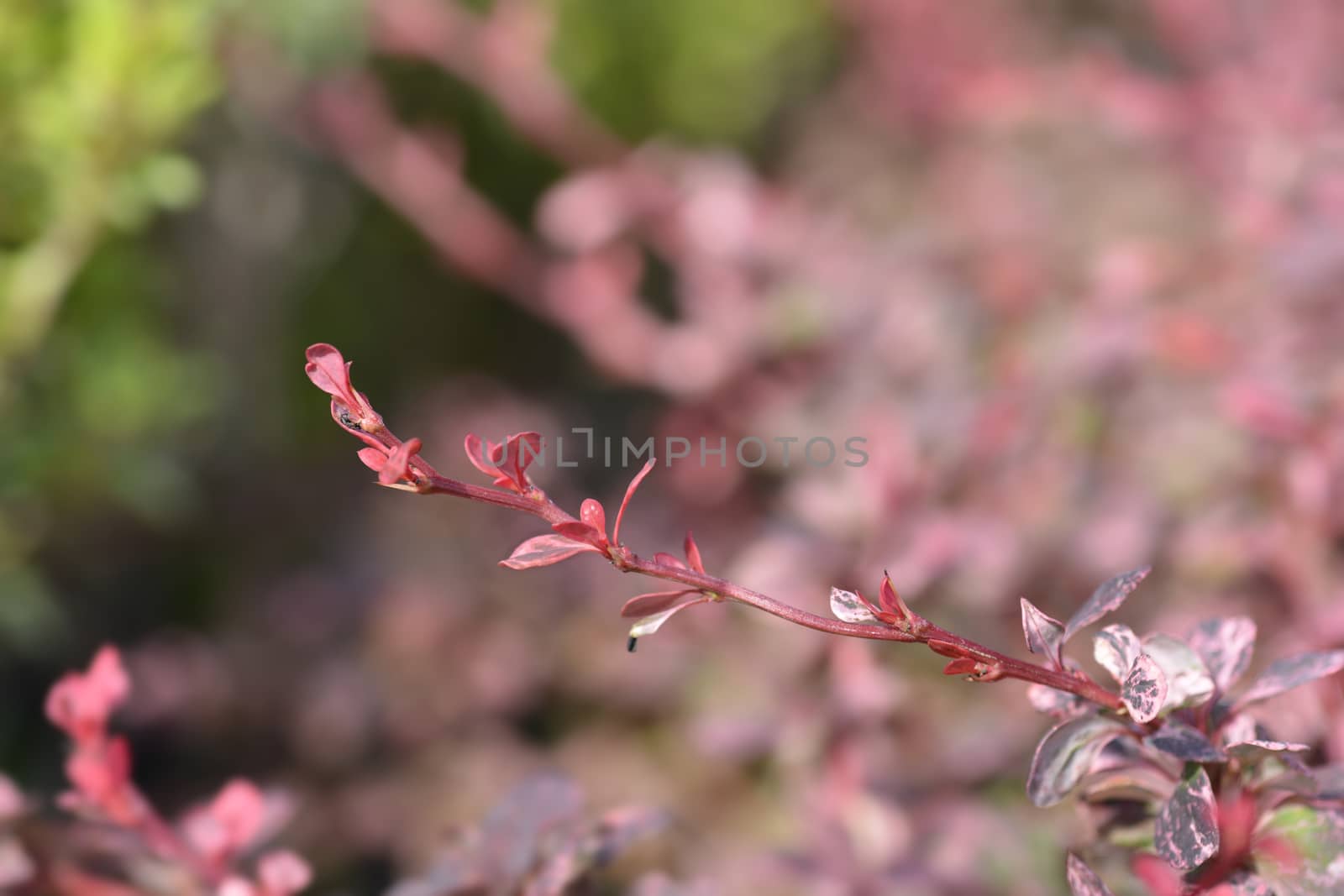 Japanese barberry Harlequin by nahhan