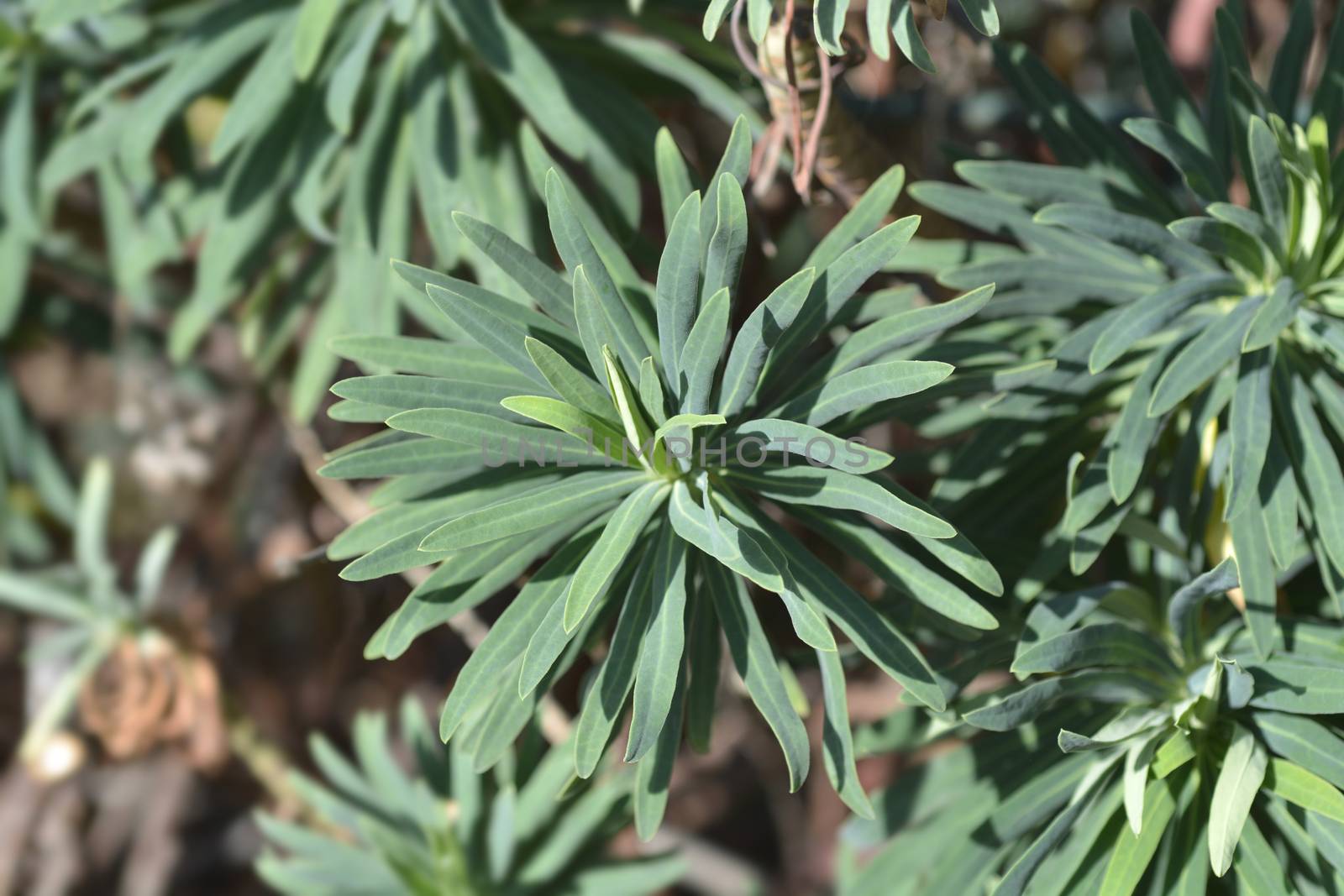 Spurge Black Pearl by nahhan