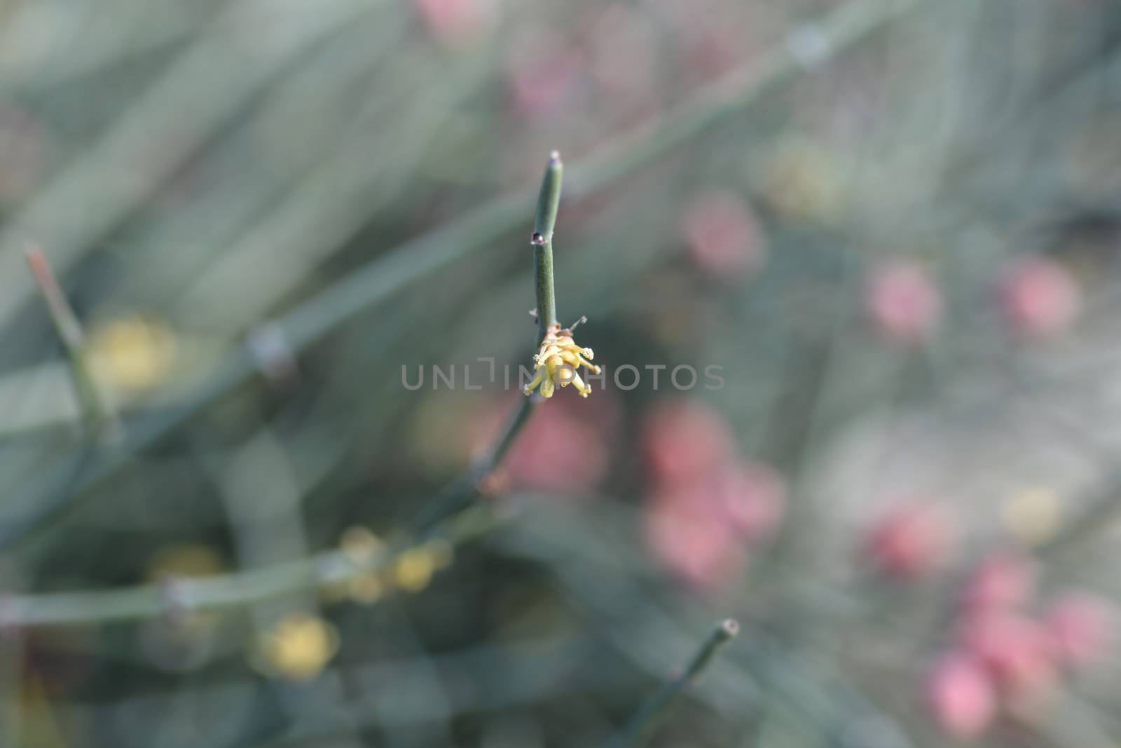 Leafless ephedra flower - Latin name - Ephedra foeminea (Ephedra fragilis subsp. campylopoda)