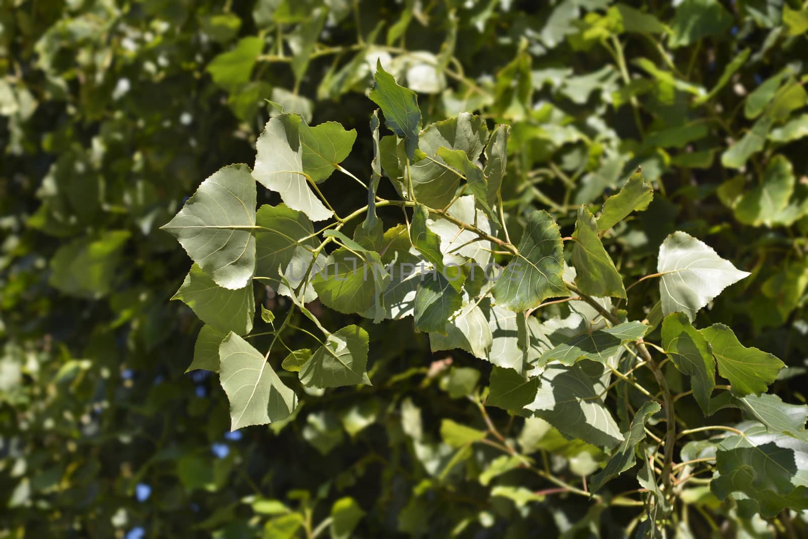 Lombardy poplar - Latin name - Populus nigra var. italica