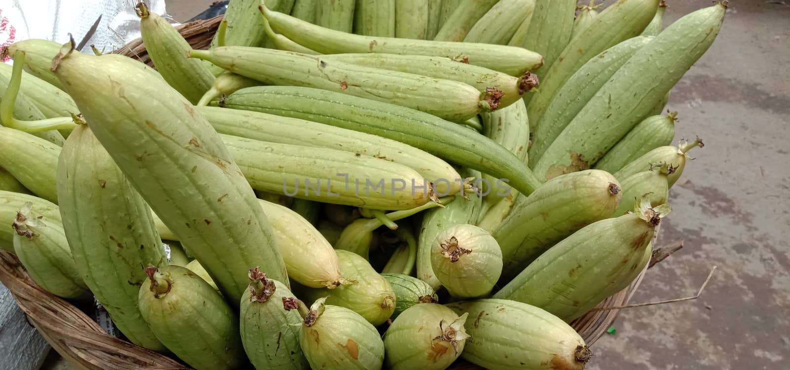 Fresh and Healthy Zucchini stock on farm