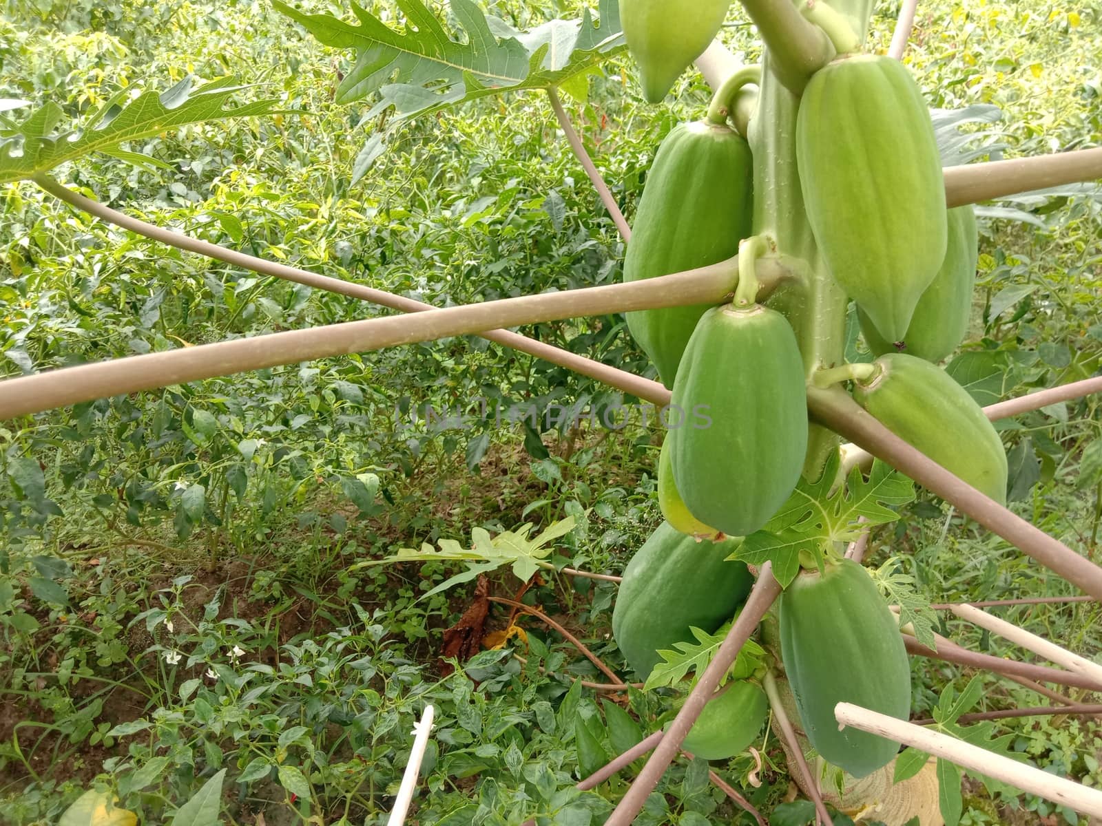 fresh healthy Green Papaya stock on tree