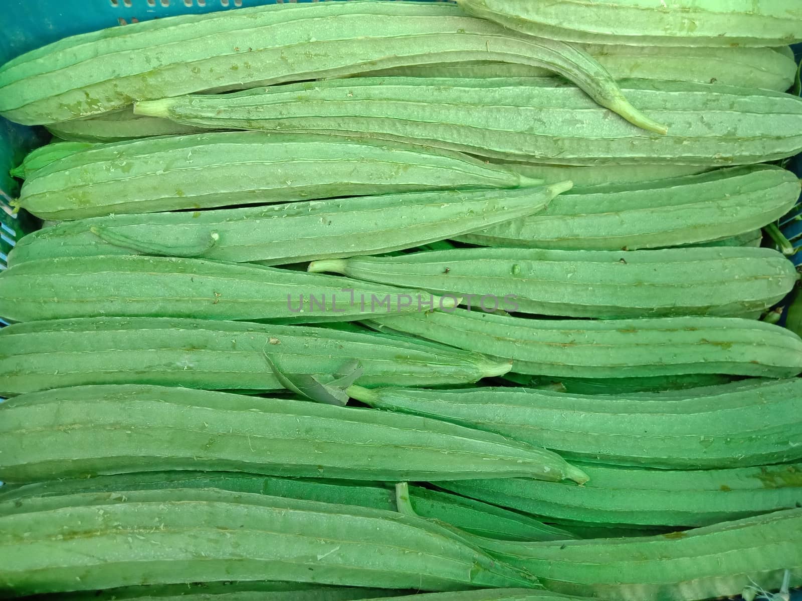 fresh and healthy green Ridge Gourd on shop