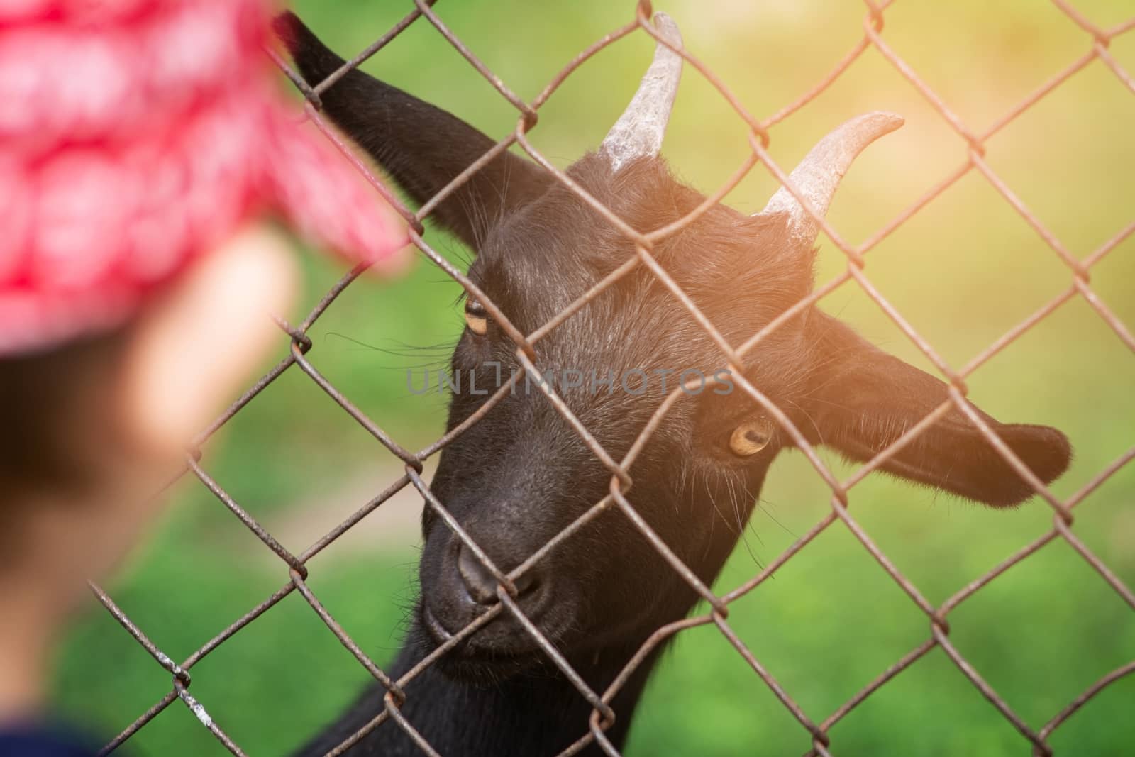 The goat looks into the camera. A mammal is a pet. Human-animal friendship. Warm toning.