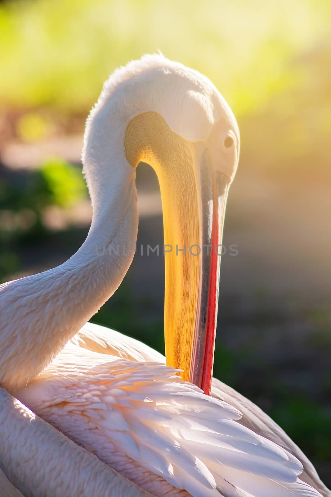 Pink pelican in natural nature close-up. Beautiful bird. by Yurii73