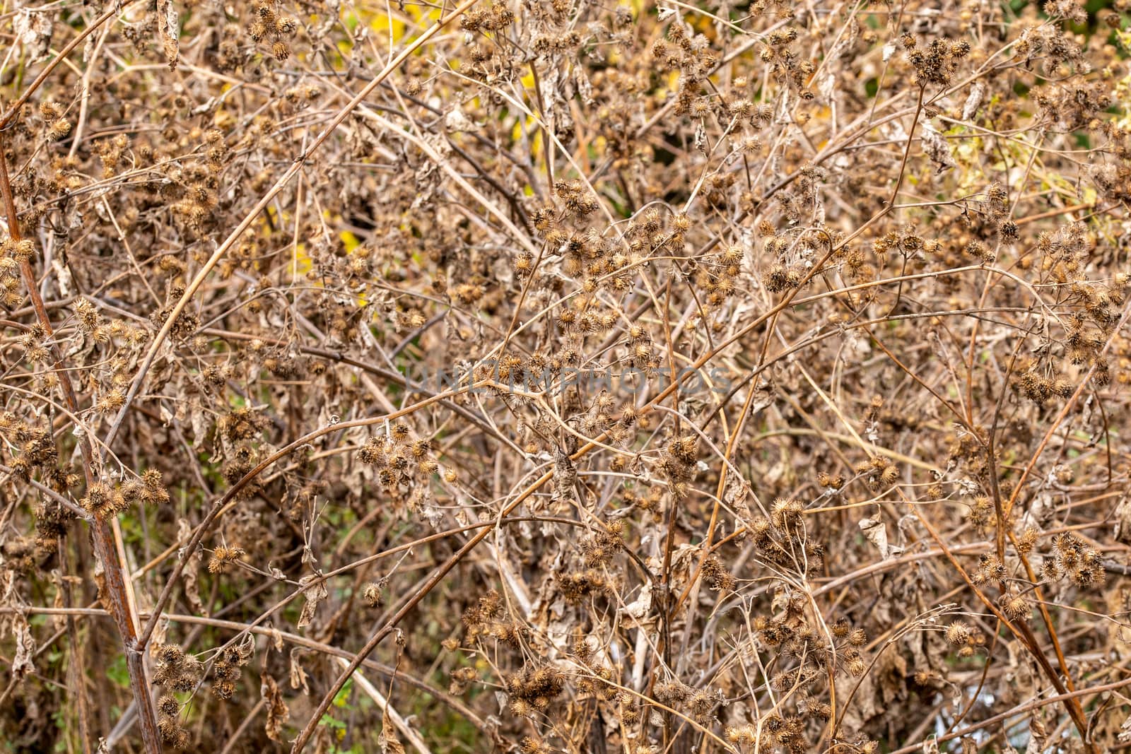 dry burdock thickets at daylight, close-up with selective focus.