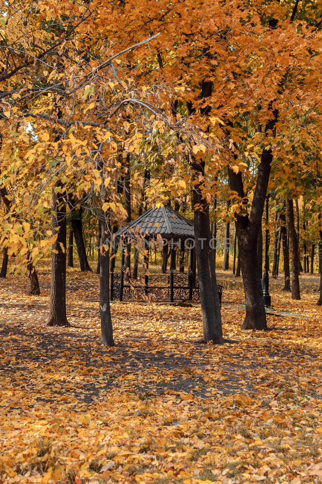 Autumn sunny landscape. The road in the park leads to the gazebo. Autumn park of trees and fallen autumn leaves on the ground in the park on a sunny October day.template for design. Copy space.