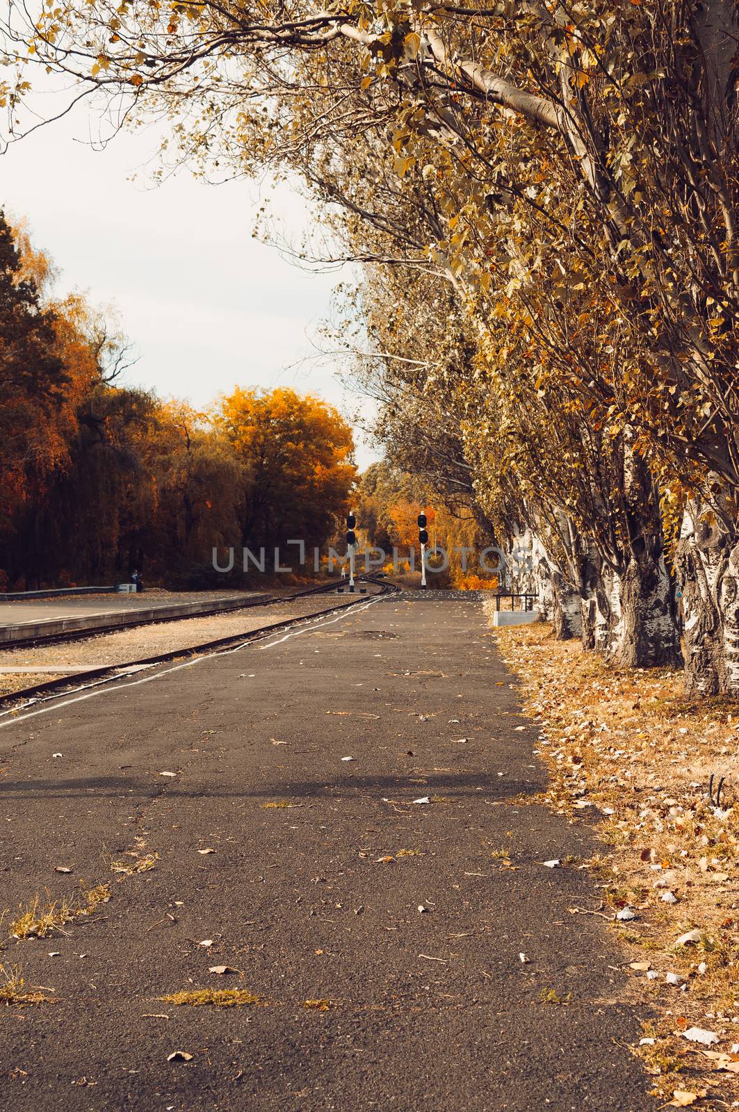 Autumn sunny landscape. A road in an autumn park with trees and fallen yellow leaves on the ground on a sunny October day. Template for design.