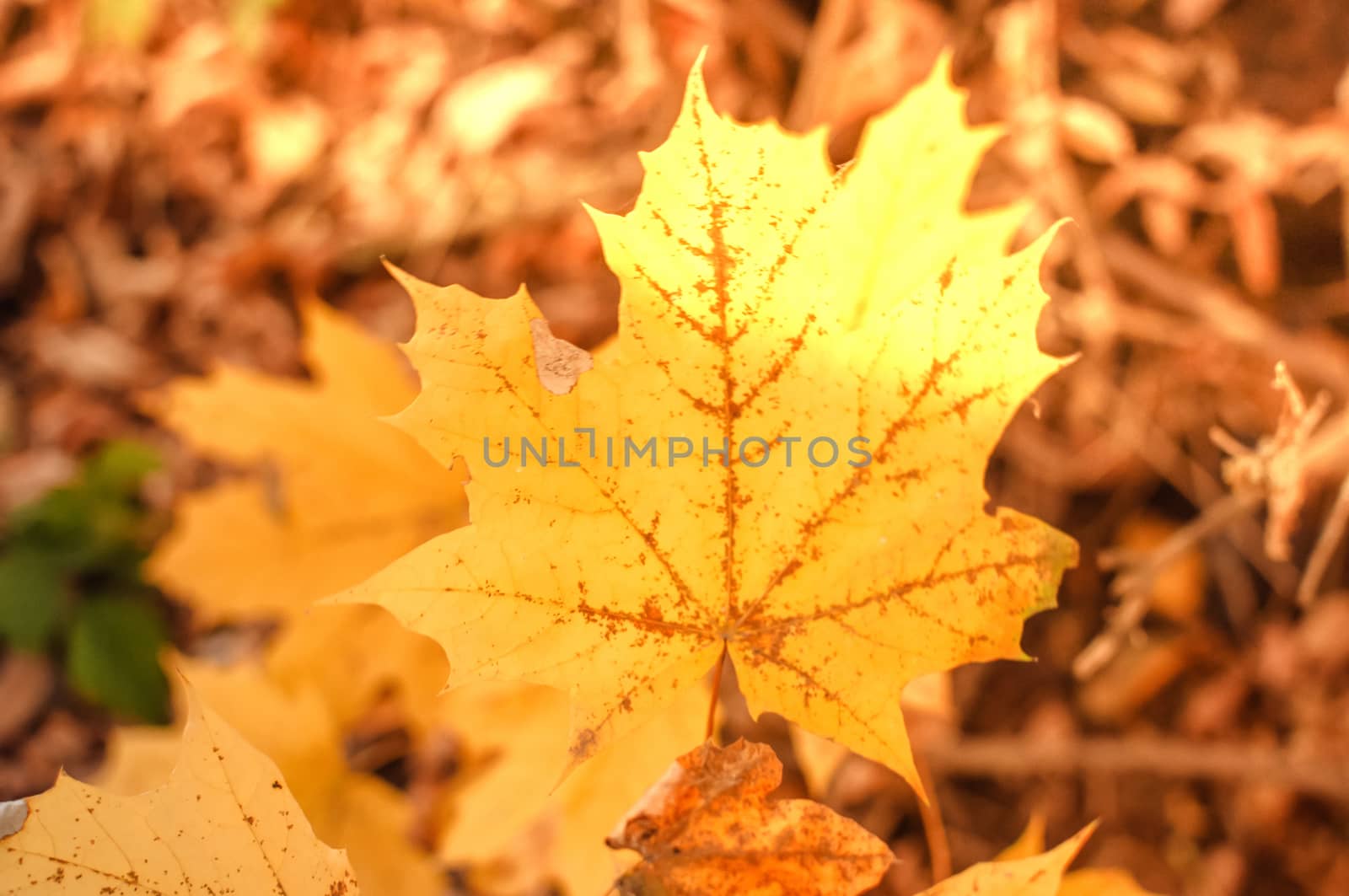 ray of sun partially falling on a maple leaf in autumn. by Alla_Morozova93