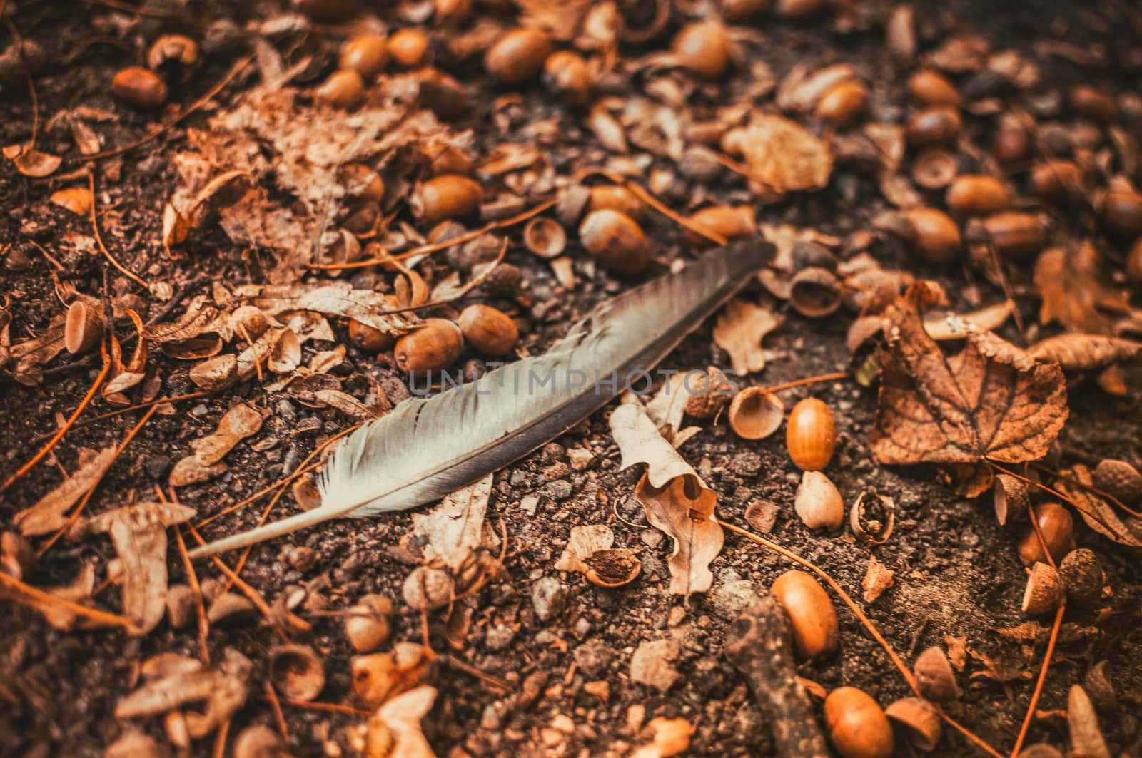 a white-gray feather of a bird lies on the ground among fallen acorns in the fall. Background of acorns on the ground.