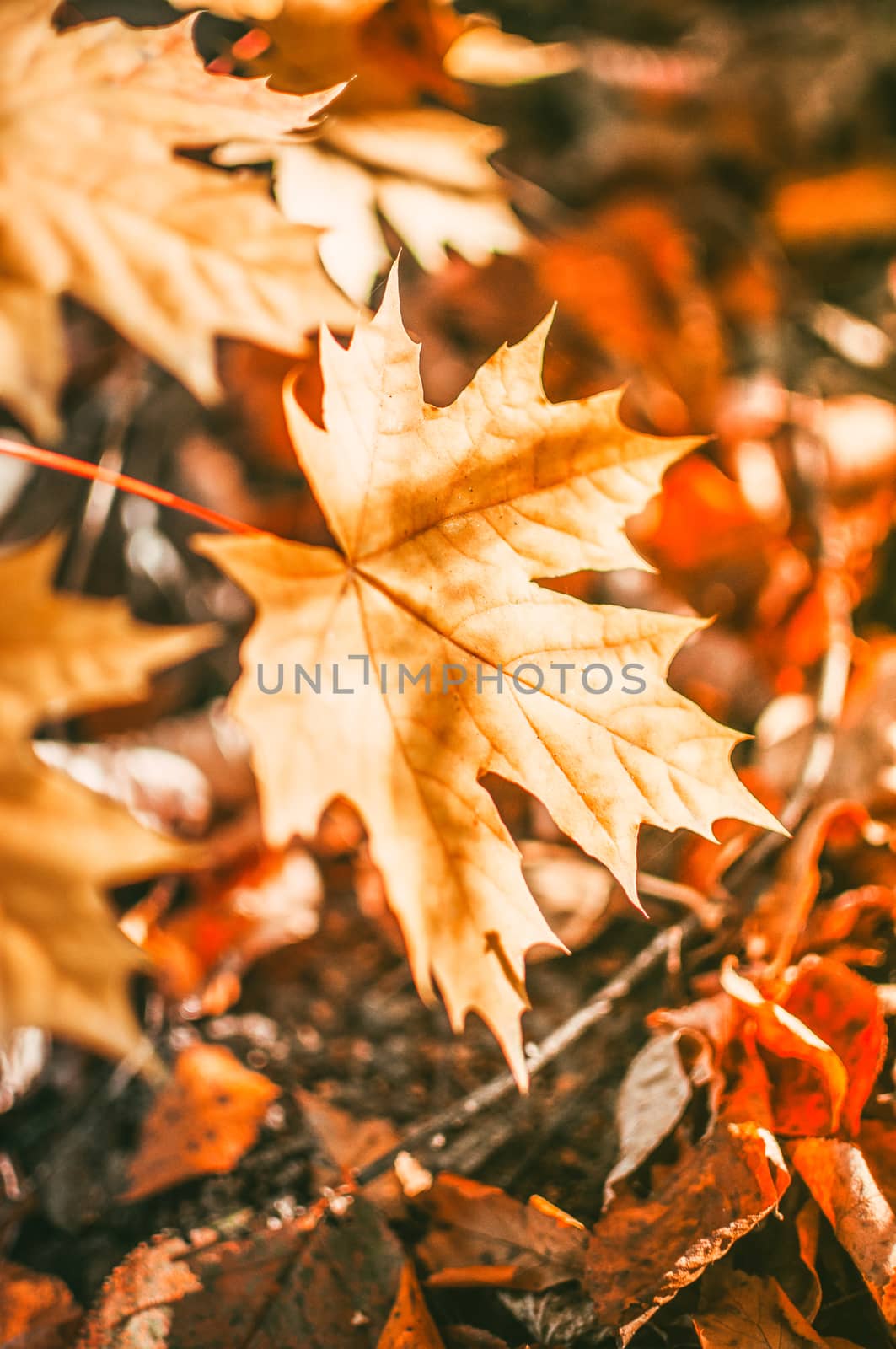 brightly colorful maple leaf close-up in the sunshine selective focus. Natural autumn background with place for copy space. Seasonal concept.