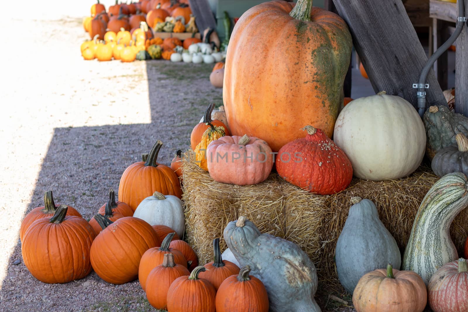 View of Farmers Market Ground of pumpkins and Gourds on an Hay bale by gena_wells