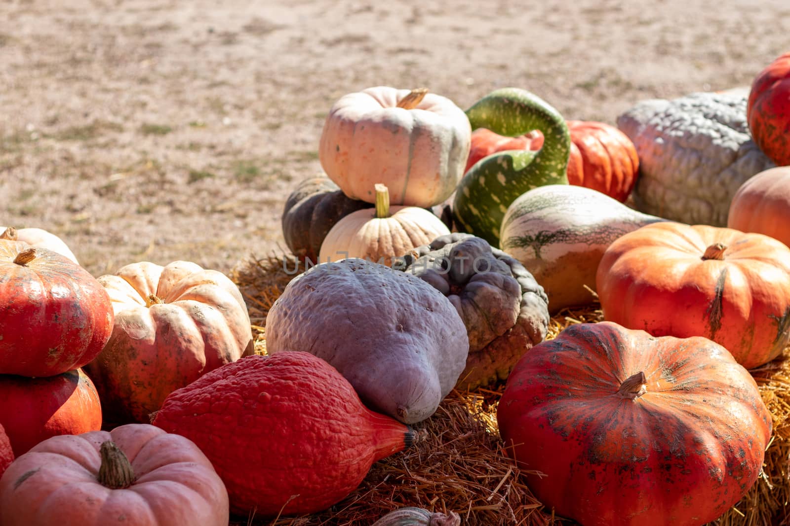 Front View of Farmers Market Ground of pumpkins on an Hay bale. High quality photo