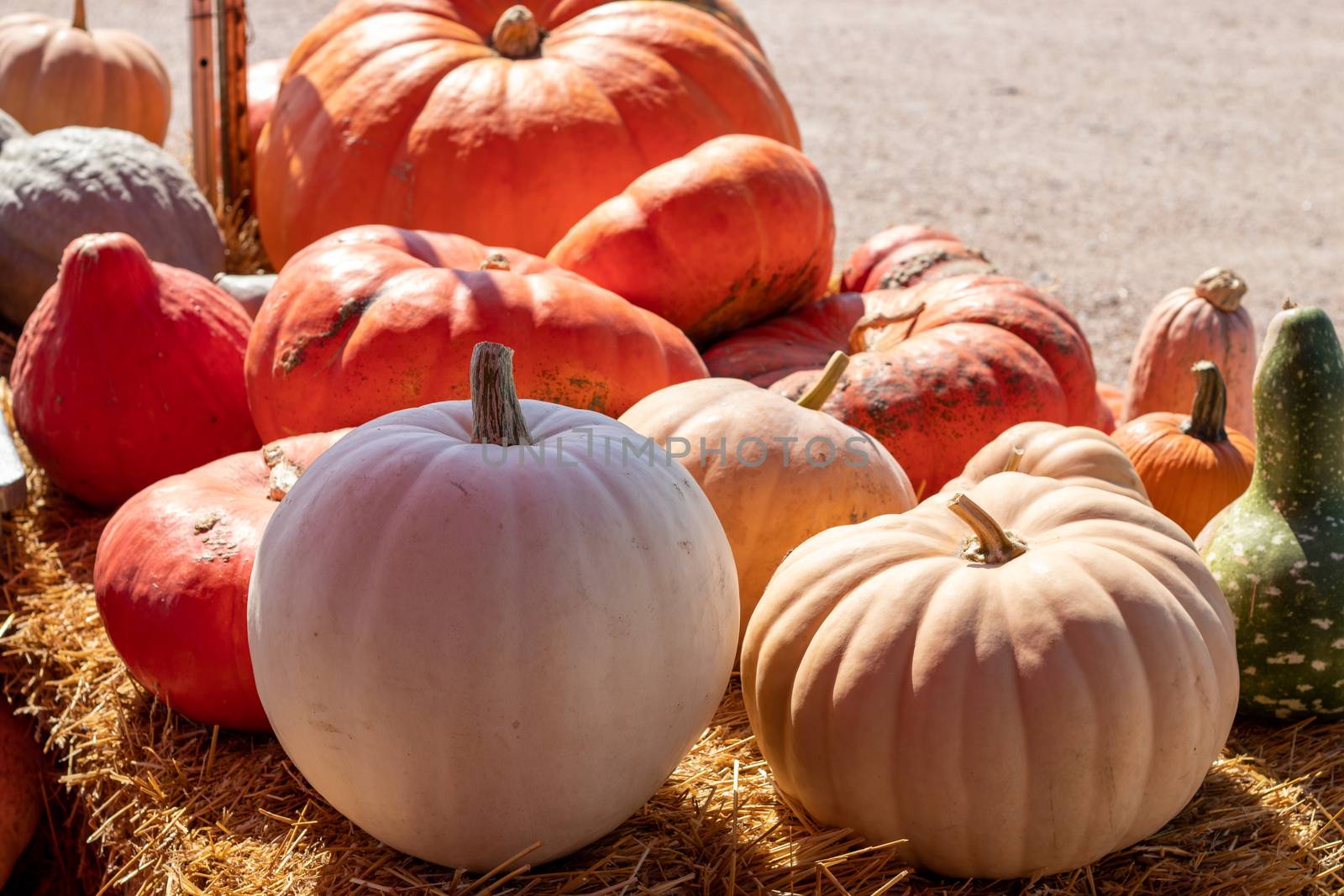 Close up View of Farmers Market Ground of pumpkins on an Hay bale by gena_wells