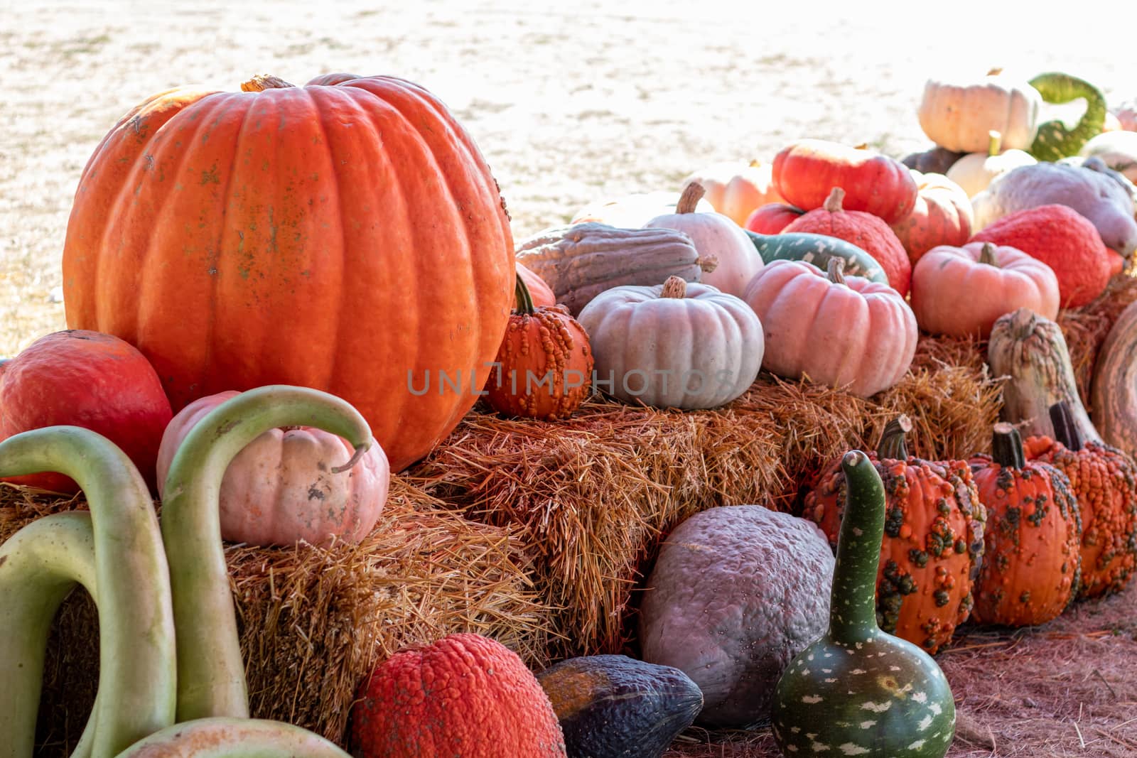 Front View of Farmers Market Ground of pumpkins on an Hay bale. High quality photo