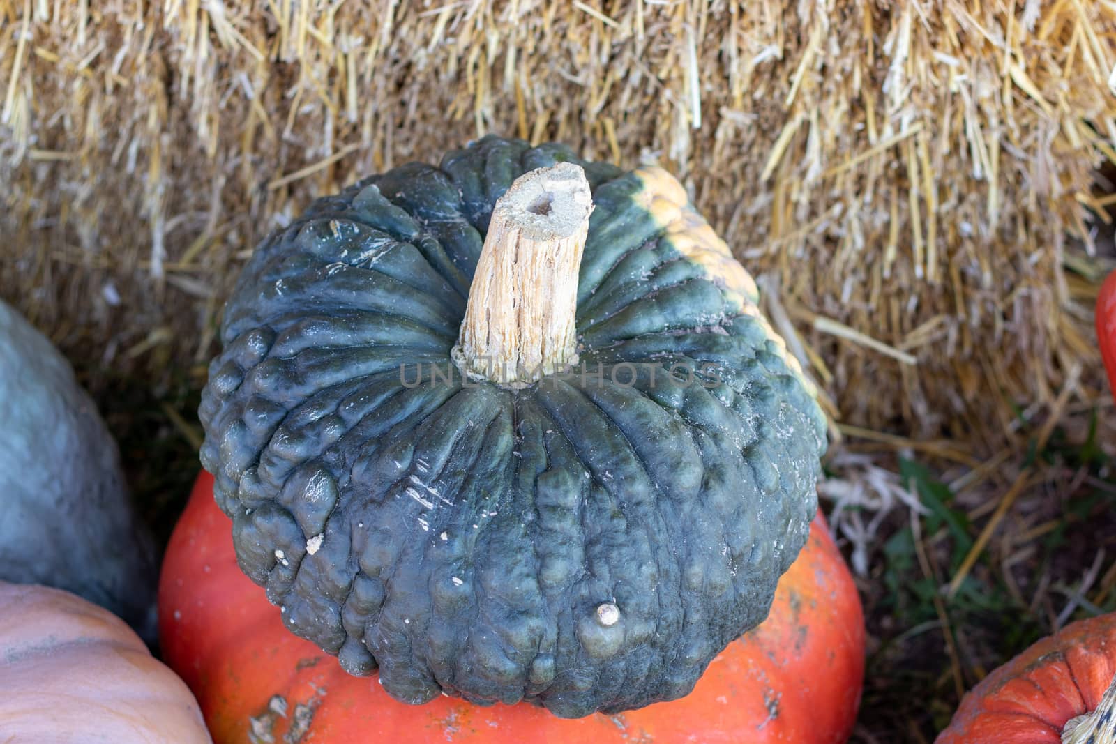 Angle View of Farmers Market stack of pumpkins by gena_wells