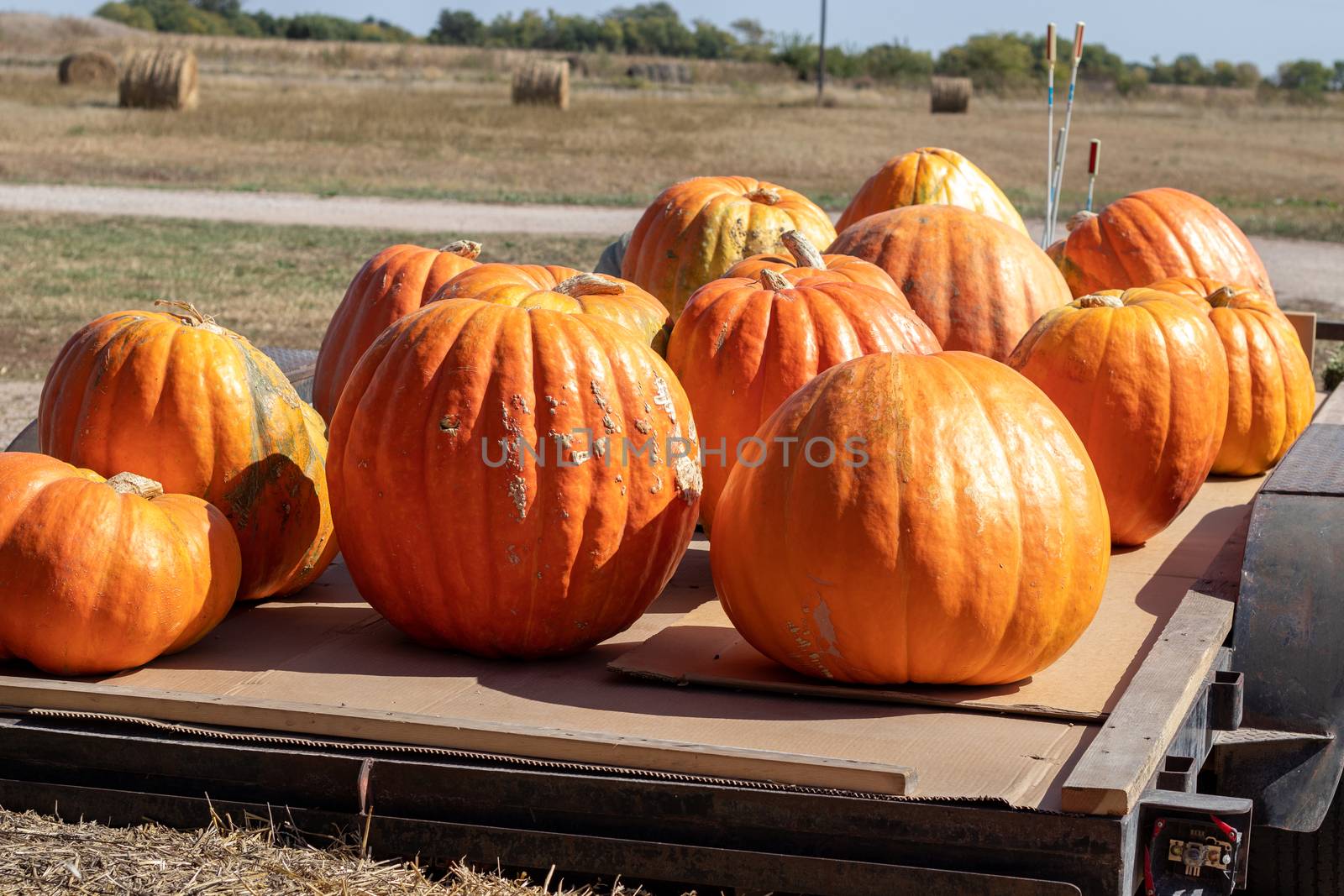 Front View of Farmers Market Large pumpkins on a flat bed trailer . High quality photo