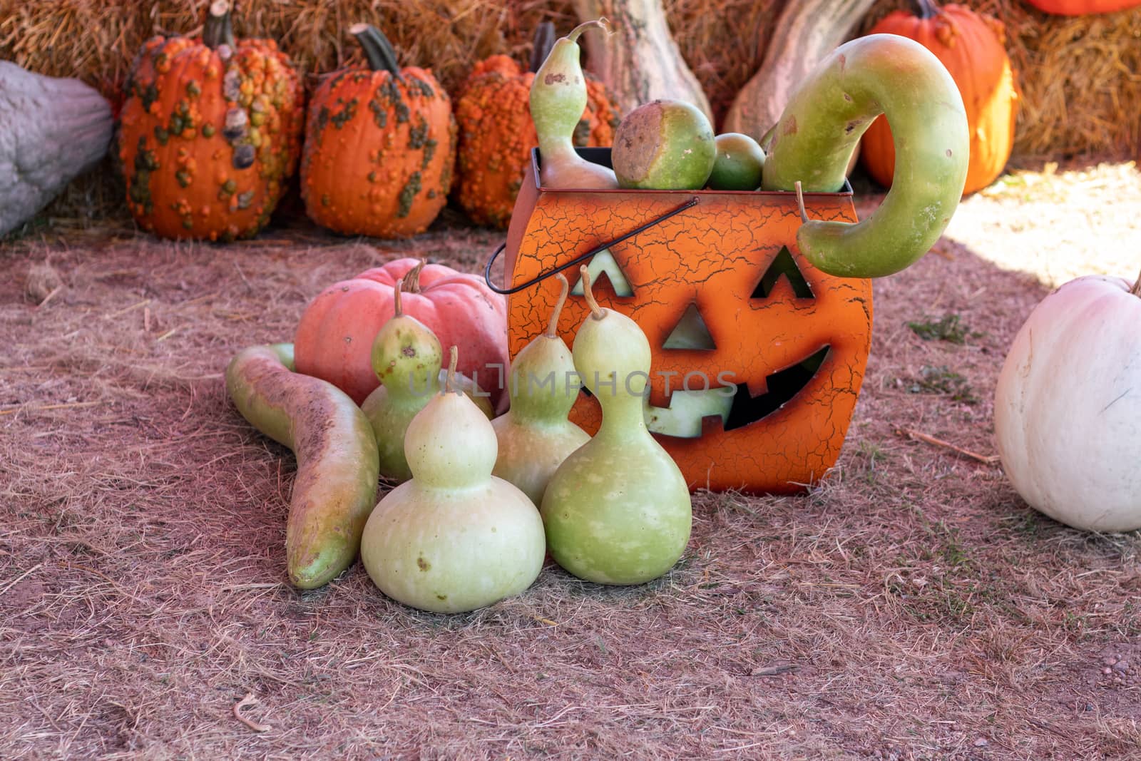 Front View of Farmers Market Ground of pumpkins and Gourds with a medal jack o lantern by gena_wells