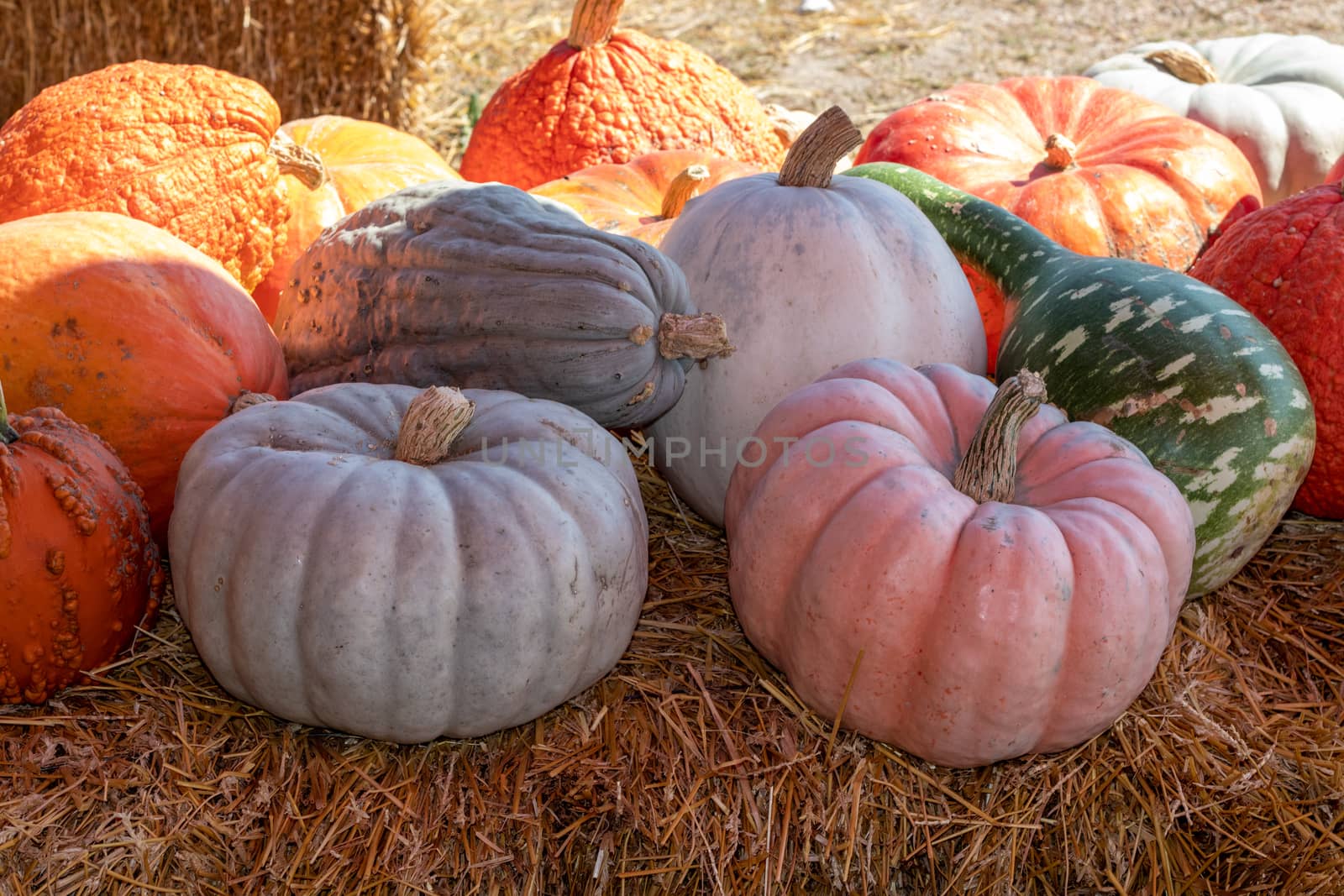 Front View of Farmers Market Ground of pumpkins on an Hay bale. High quality photo