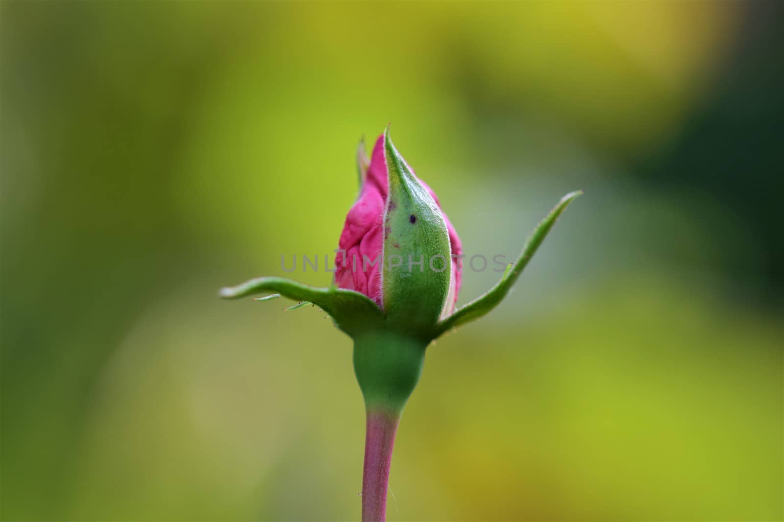Pink rosebud just opening against blurred yellow green background
