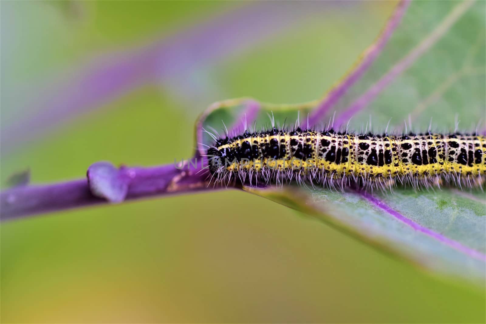 Close-up of one yellow and black cabbage caterpillars on an eaten cabbage leaf