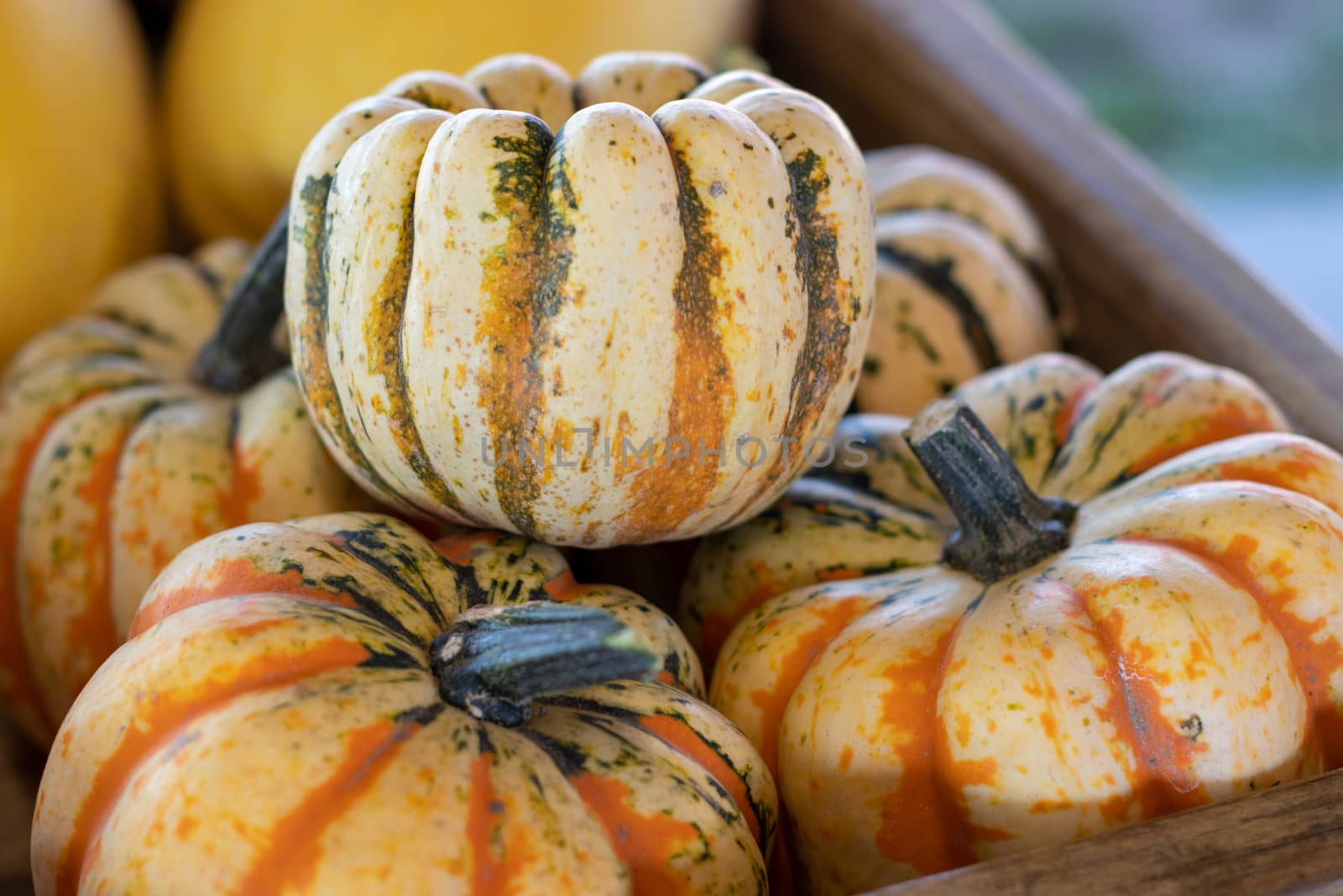 Angle View of Farmers Market Basket full of orange striped pumpkins by gena_wells