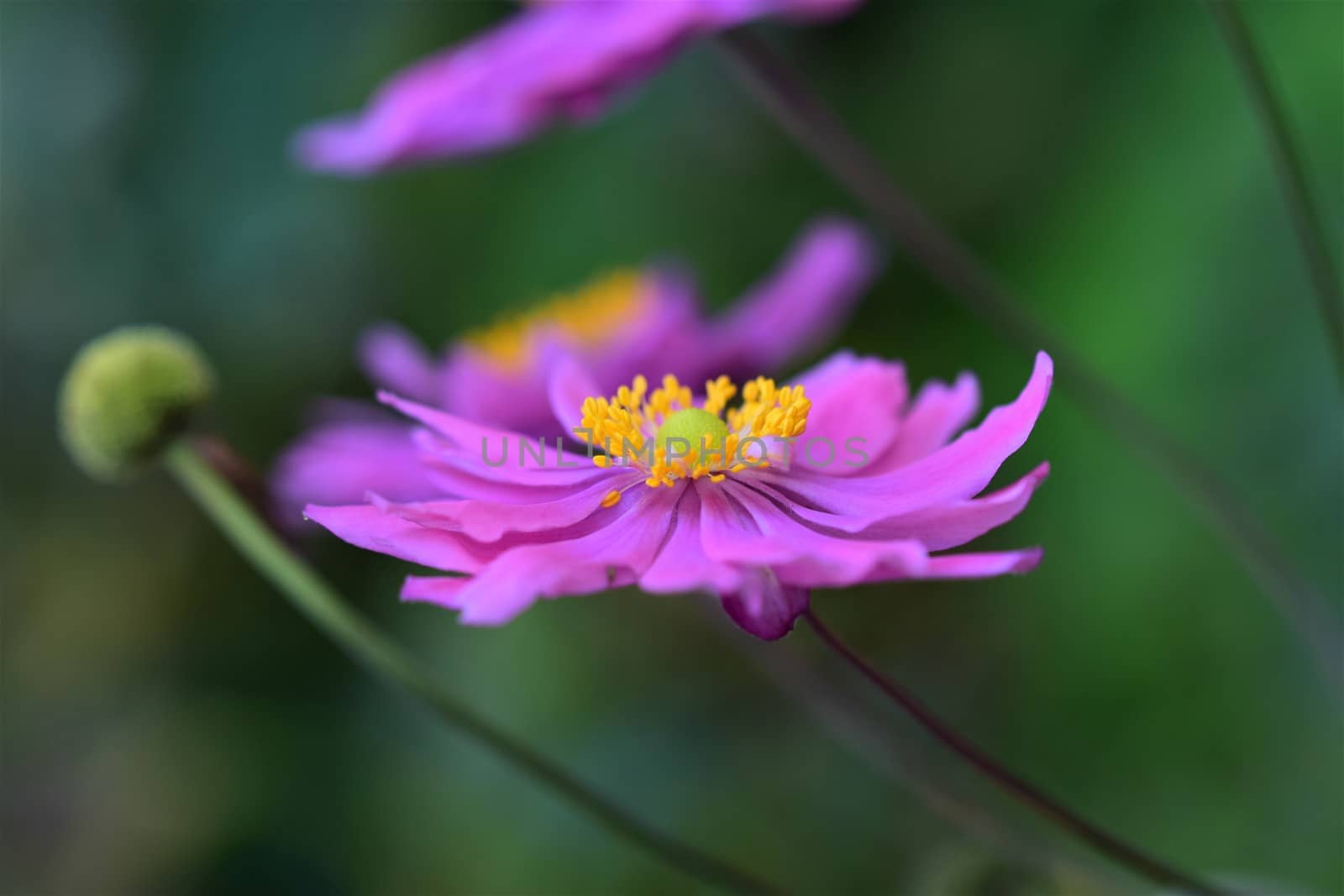 Closeup of an autumn anemone flower