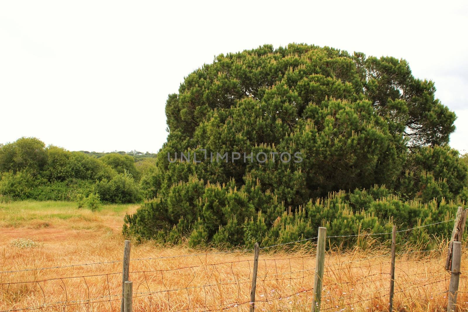Mountain landscape with green vegetation in spring in Lisbon, Portugal