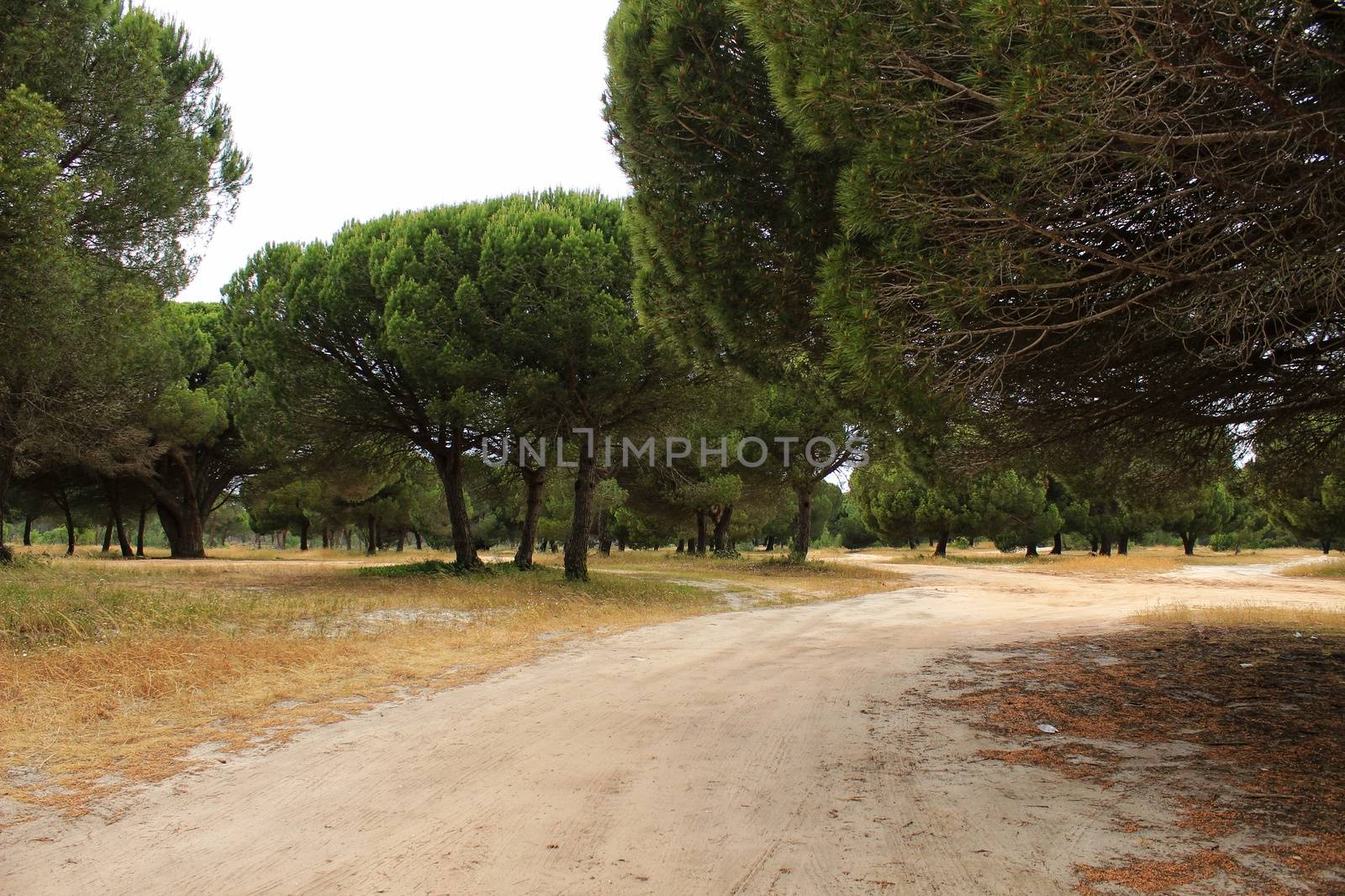Mountain landscape with green vegetation in spring in Lisbon, Portugal