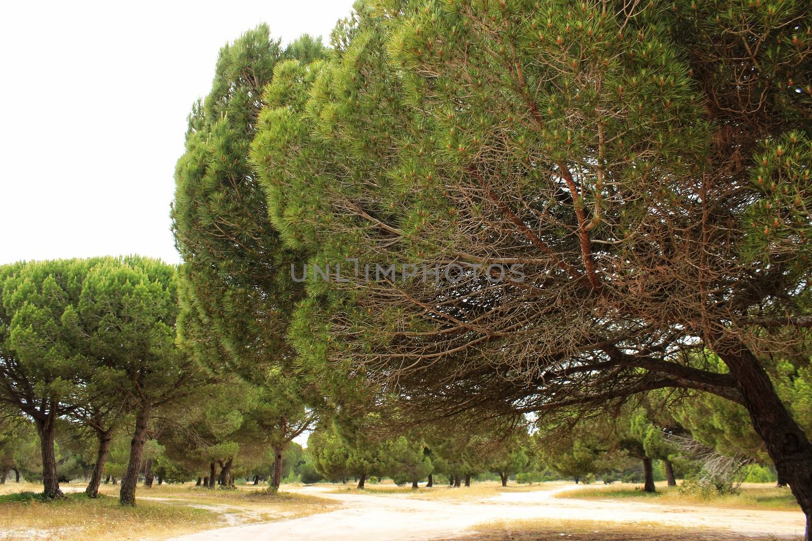 Mountain landscape with green vegetation in spring in Lisbon, Portugal