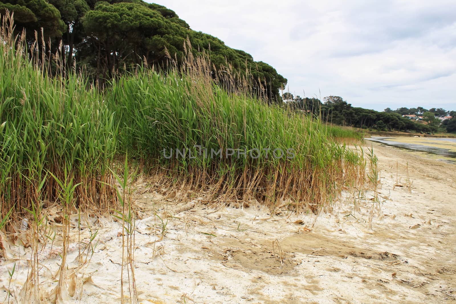 Sand and Green canopy on the shore of Lagoa de Albufeira. Green vegetation in the background and cloudy sky