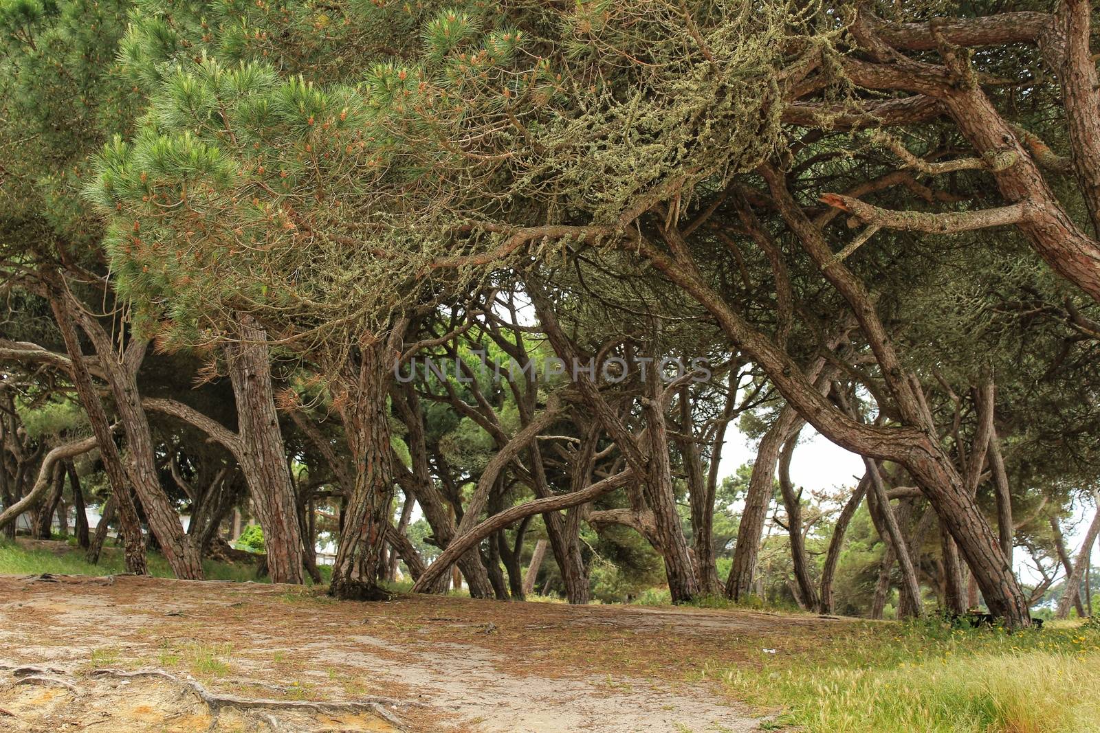 Mountain landscape with green vegetation in spring in Lisbon, Portugal