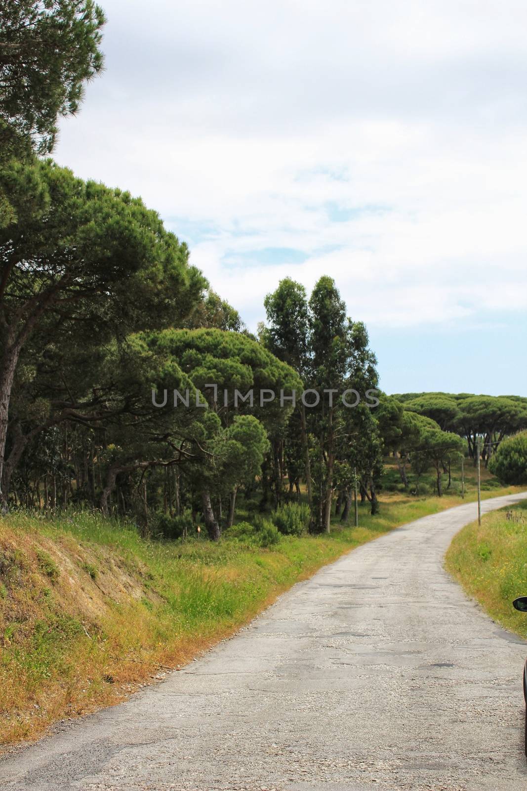 Road on the mountain surrounded by green vegetation under cloudy sky in Spring