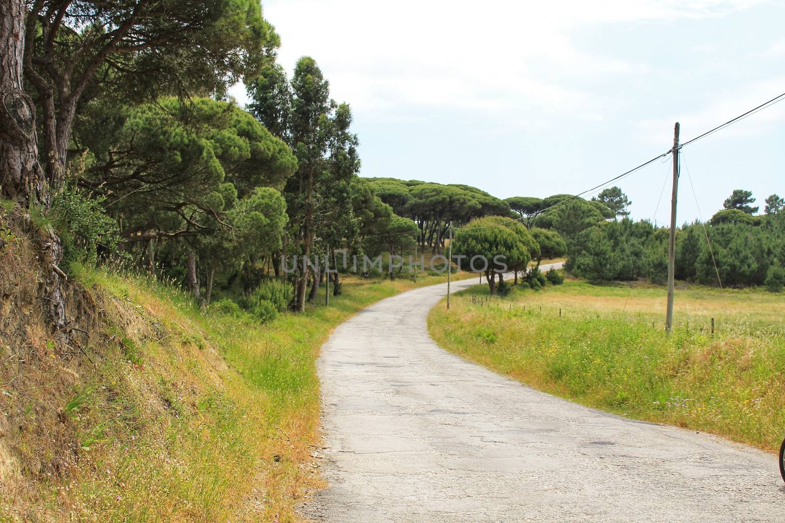 Road on the mountain surrounded by green vegetation under cloudy sky in Spring
