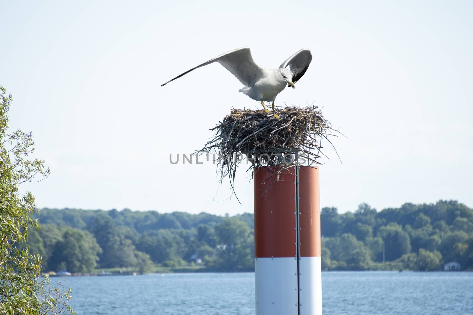 Gluttonous Seagull in search of food sat on someone else's nest