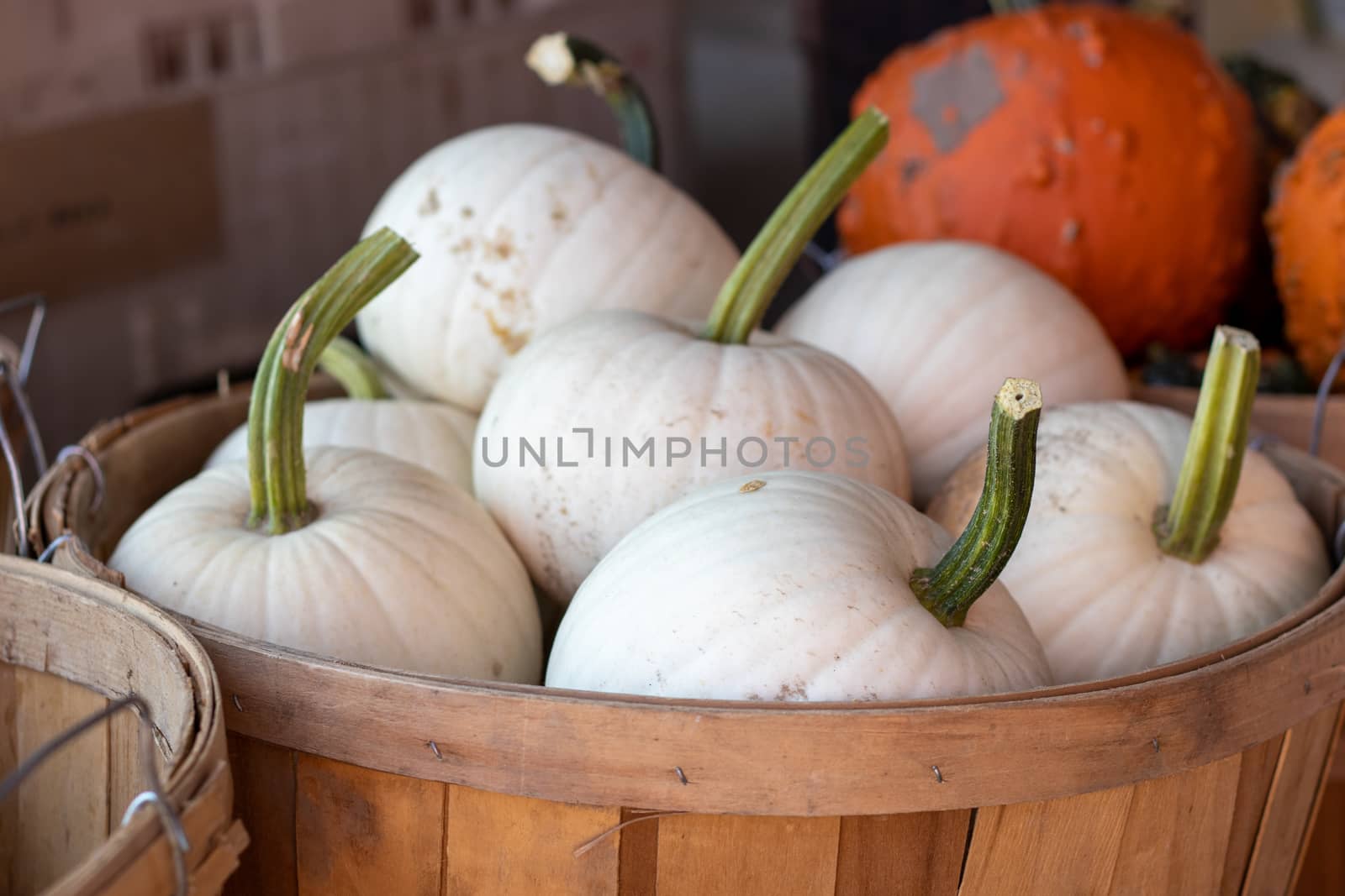 Side View of Farmers Market Basket full of white pumpkins by gena_wells